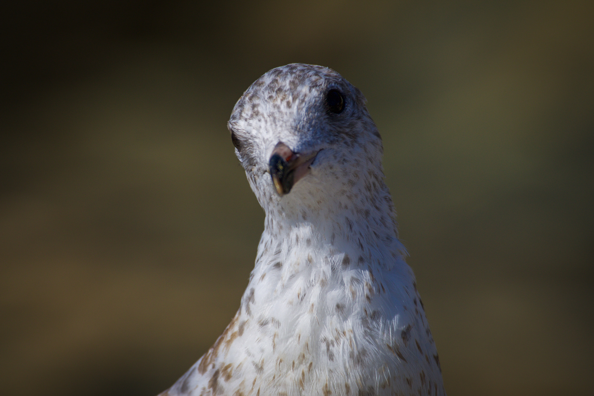 Canon EF 100-400mm F4.5-5.6L IS USM sample photo. Untitled photography