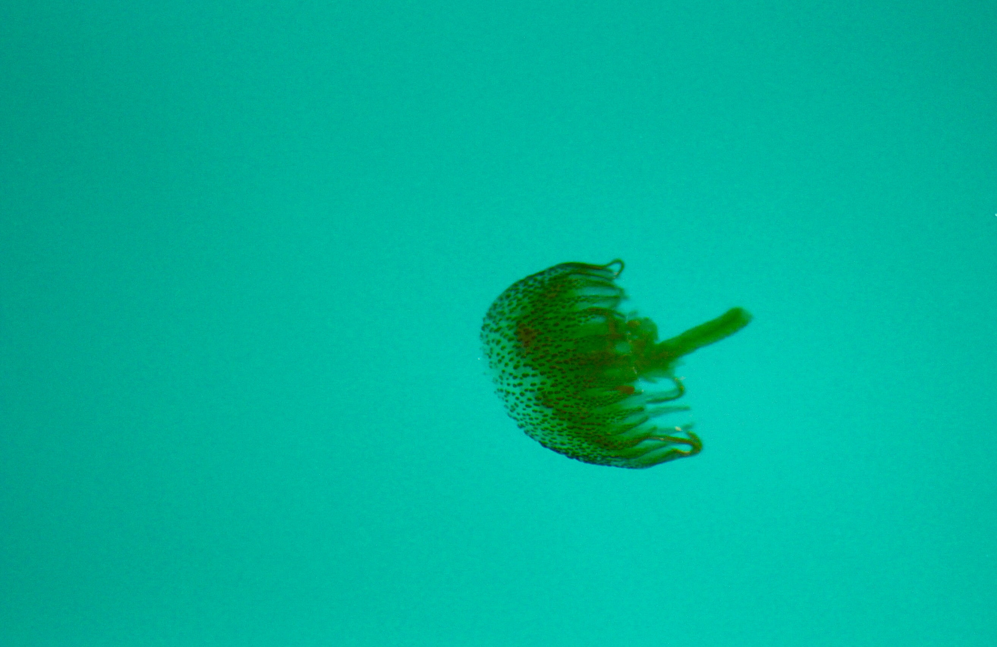 Canon EF75-300mm f/4-5.6 USM sample photo. The clear waters of mallorca photography