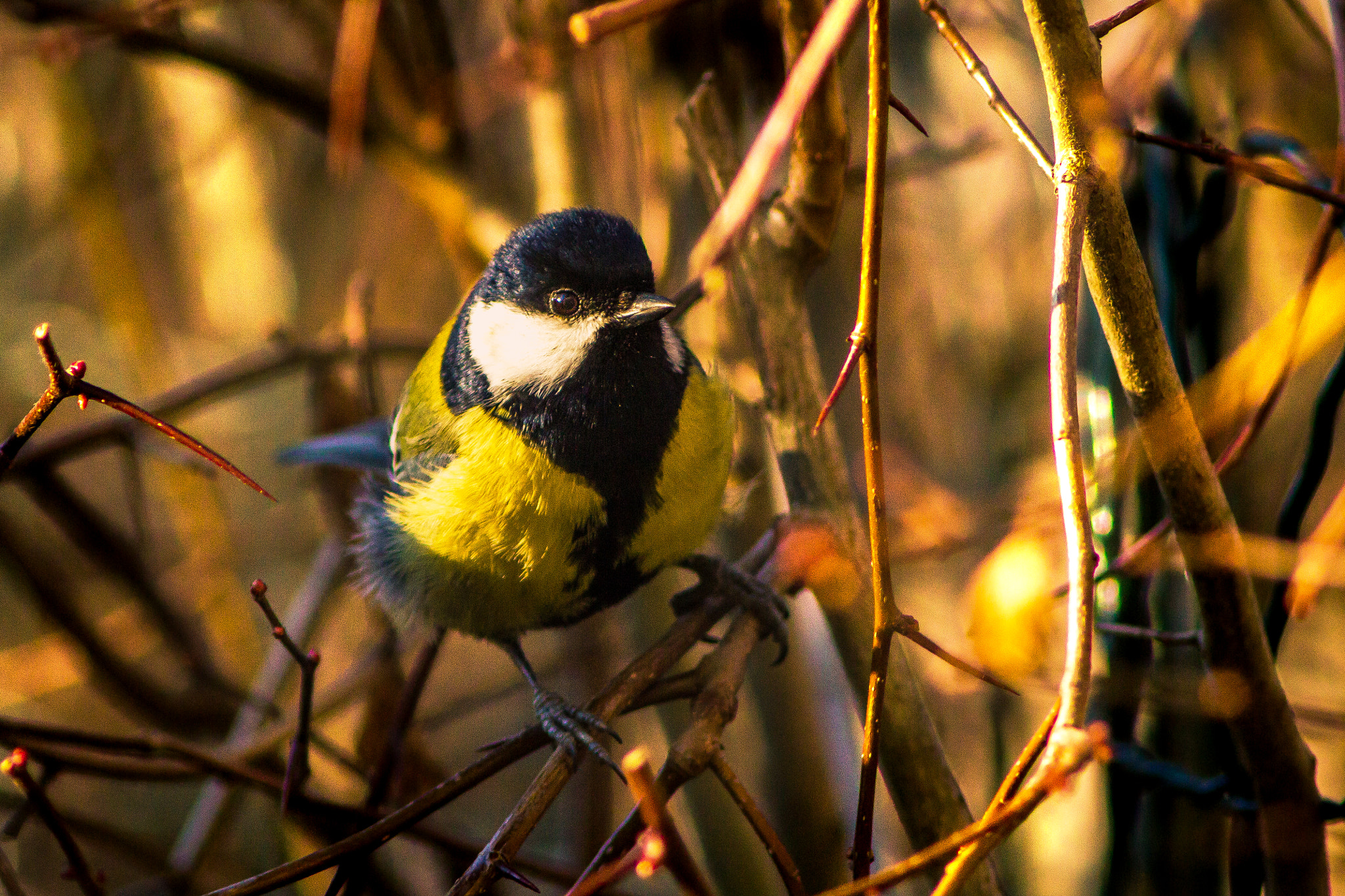 Canon EF 200mm f/2.8L II + 2x sample photo. Good morning photography