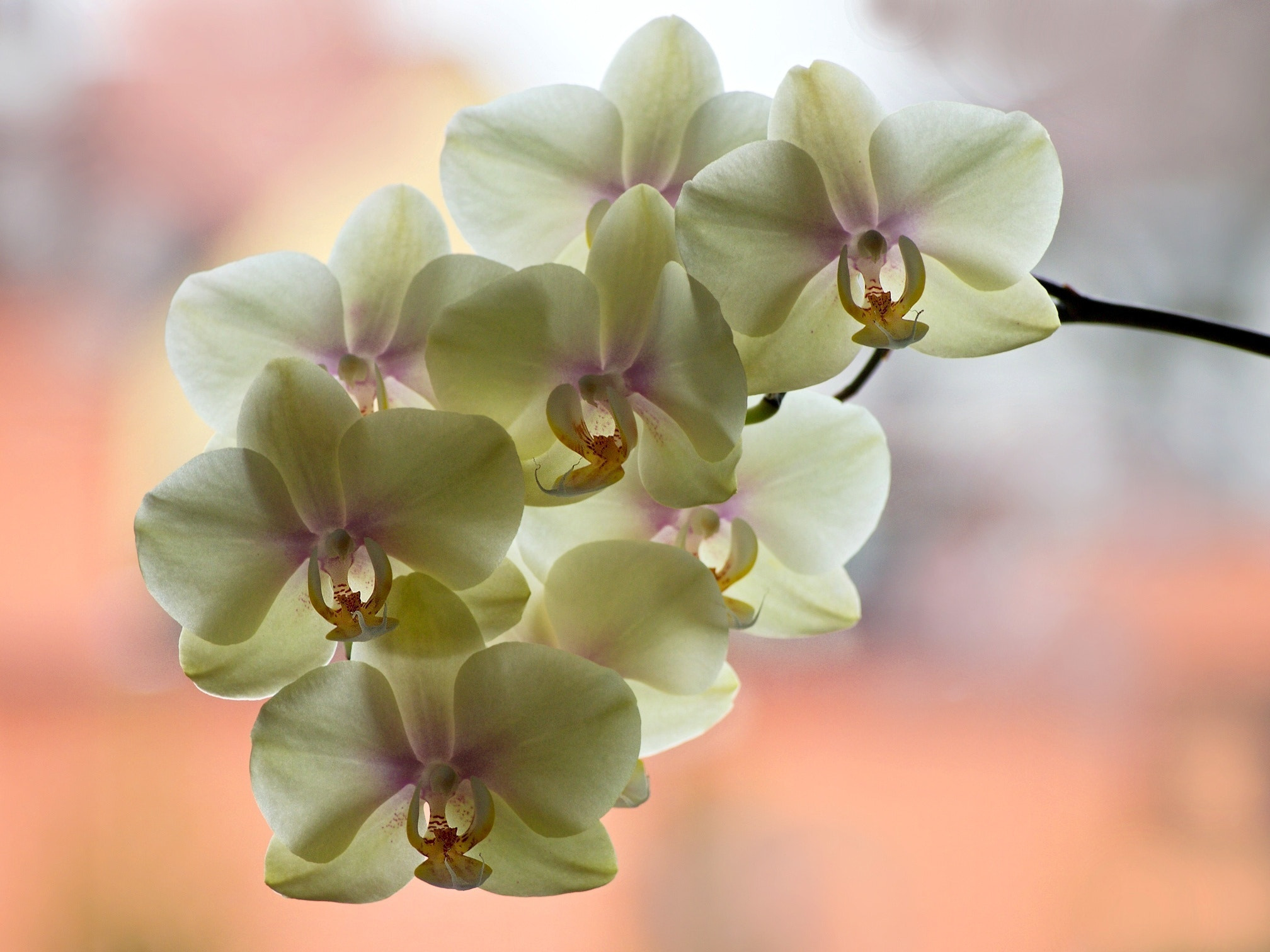Olympus PEN E-PL3 sample photo. Luscious .... photography
