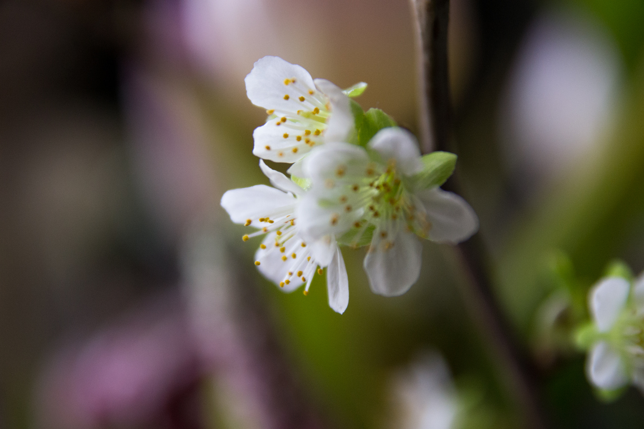 Sigma 17-70mm F2.8-4 DC Macro OS HSM sample photo. Blossoms photography