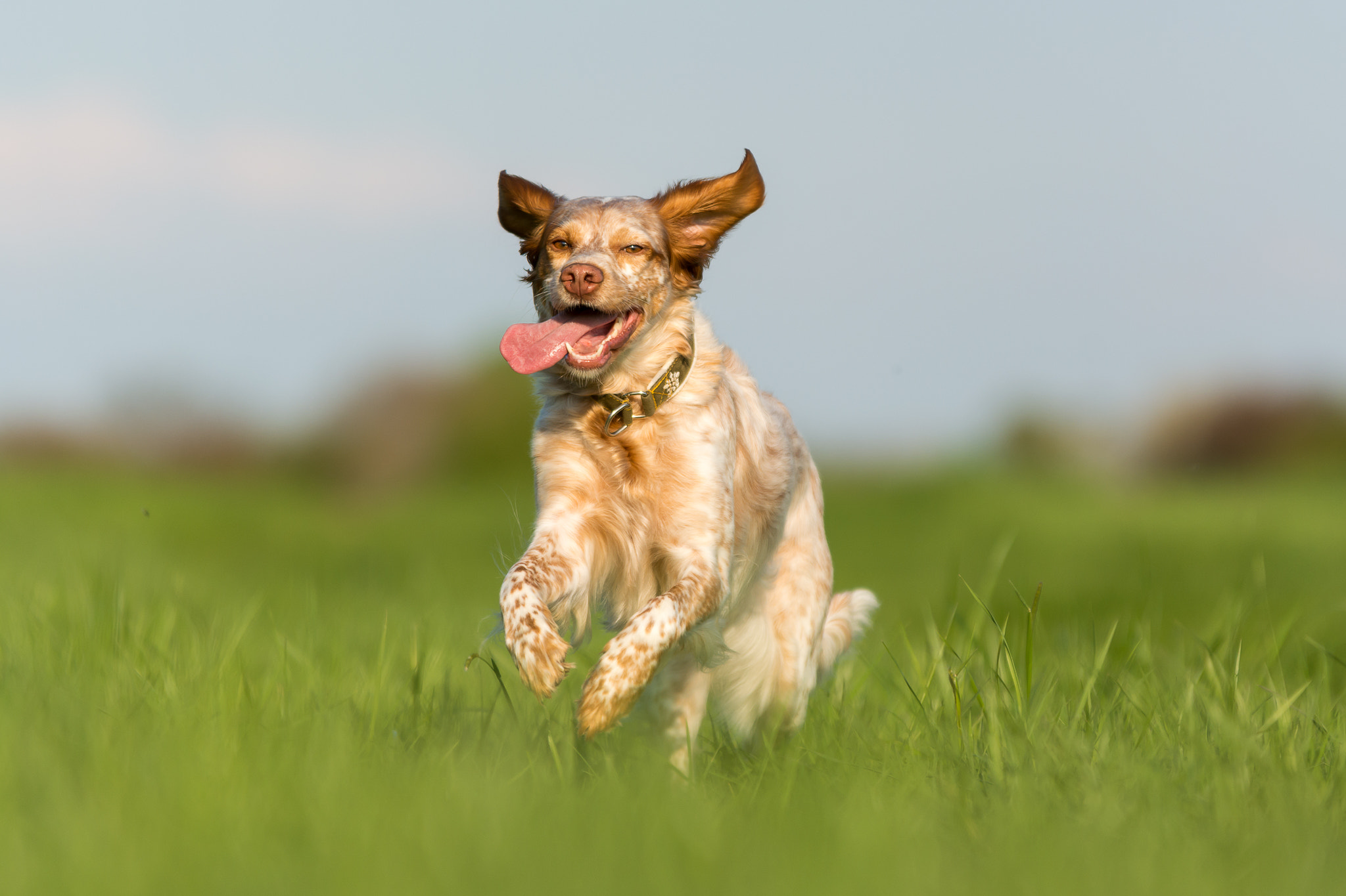 Sigma 70-200mm F2.8 EX DG OS HSM sample photo. Fun in the meadow photography