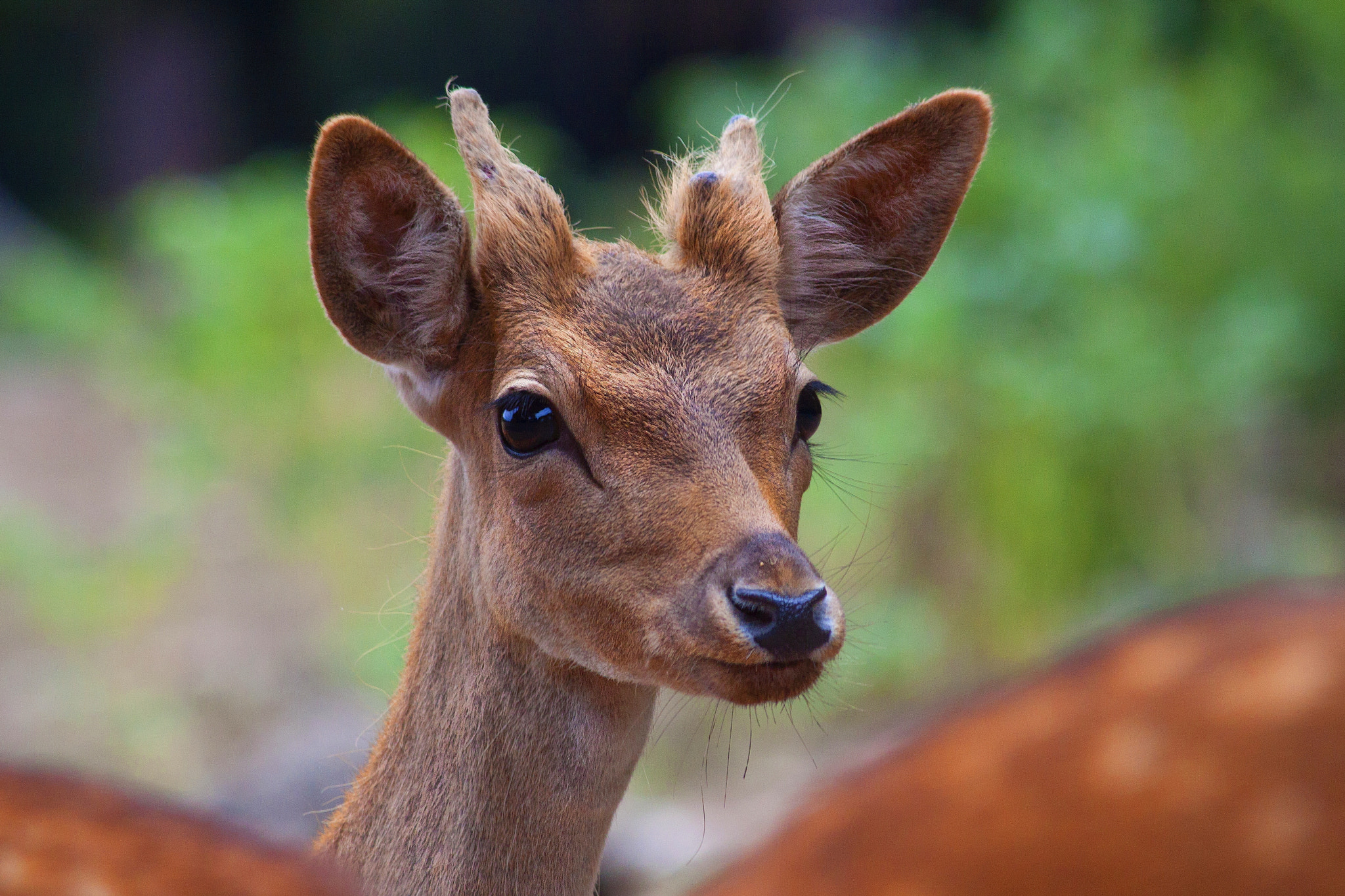 Canon EF-S 55-250mm F4-5.6 IS II sample photo. Daino cucciolo photography