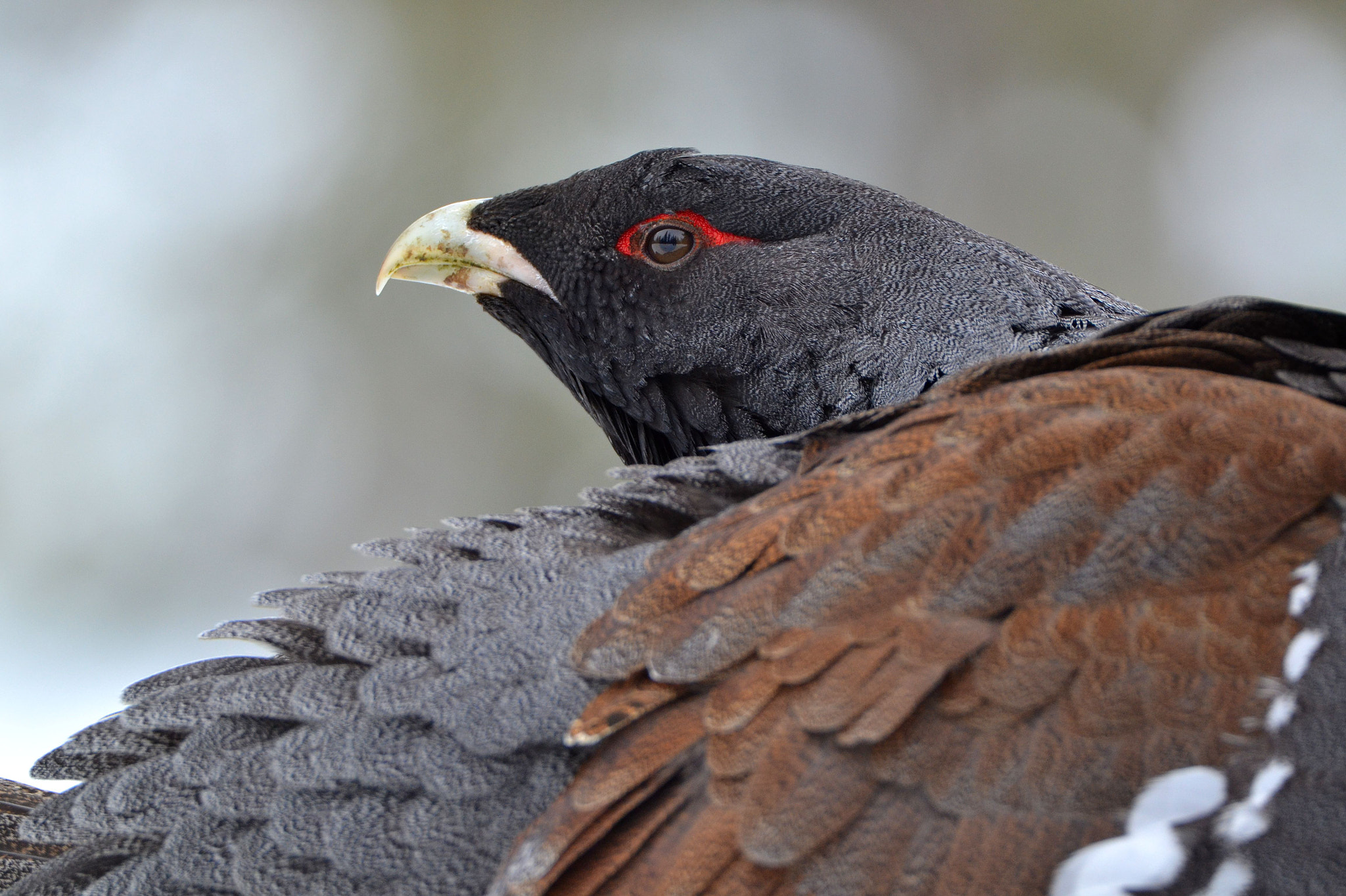 Nikon D3100 + Tamron SP 150-600mm F5-6.3 Di VC USD sample photo. Capercaillie photography