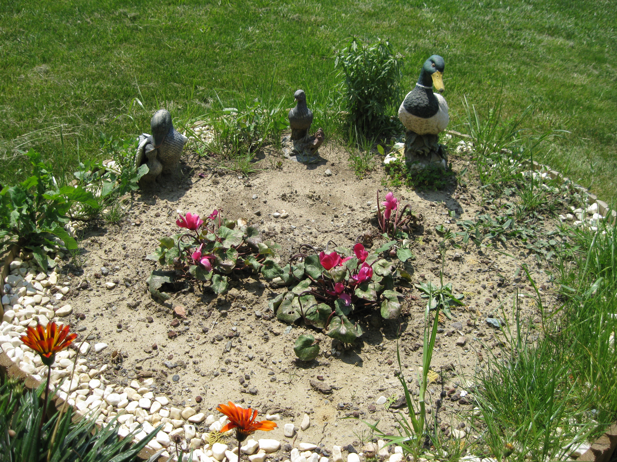 Canon PowerShot A1000 IS sample photo. Bahce bohcasi photography