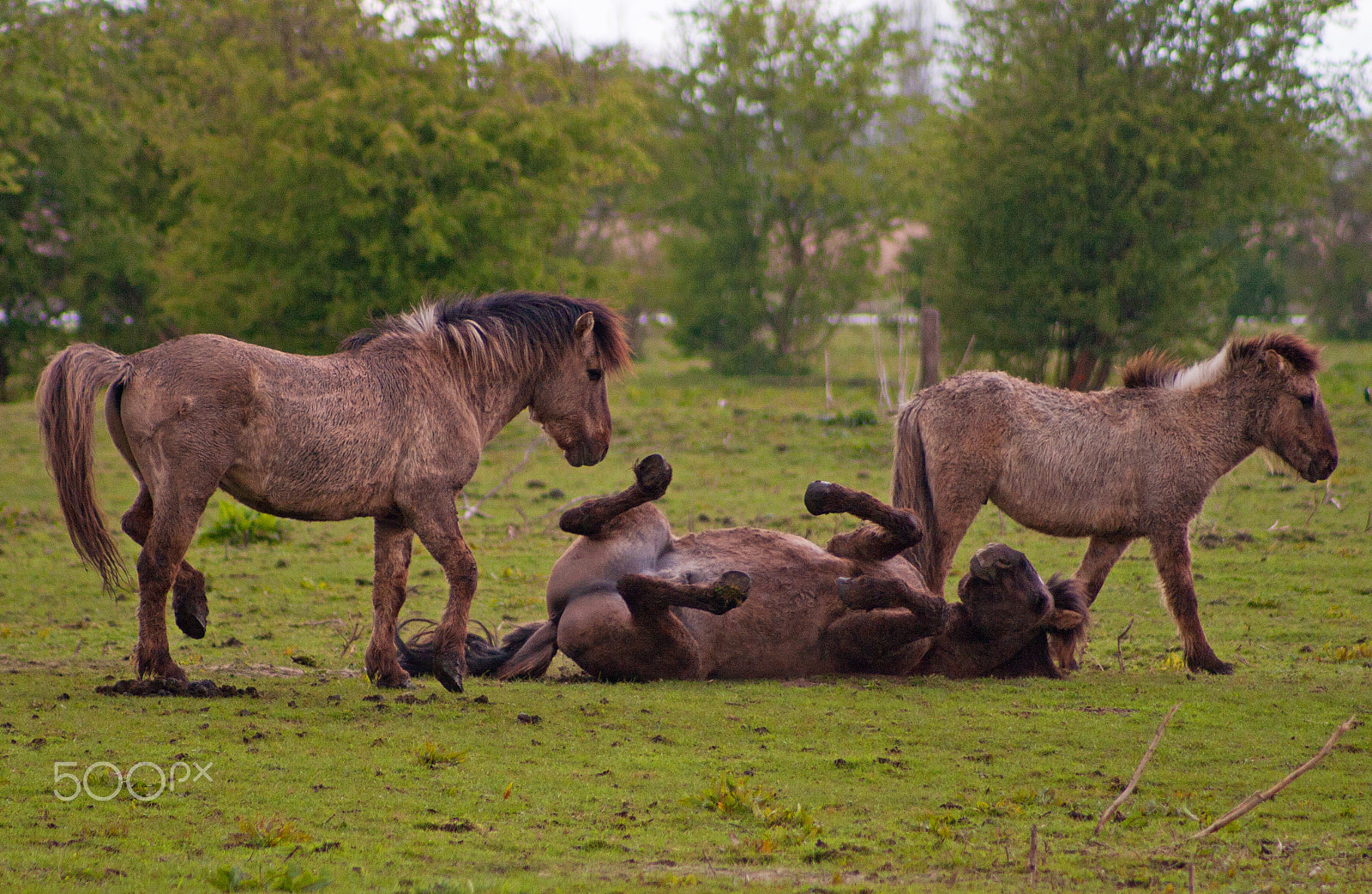 Canon EF 75-300mm f/4-5.6 USM sample photo. Wild horses photography