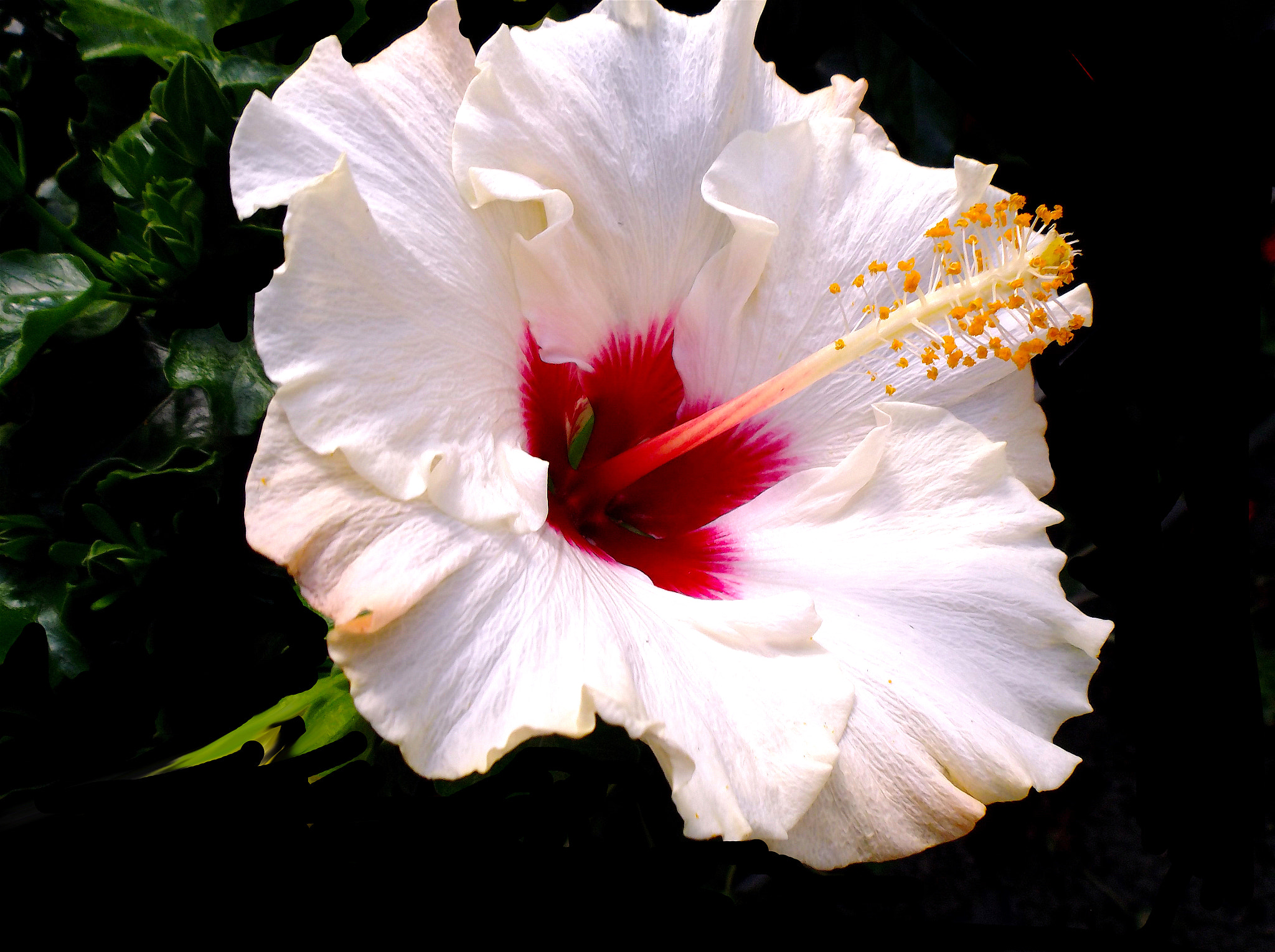 Fujifilm FinePix T550 sample photo. Hibiscus.... photography
