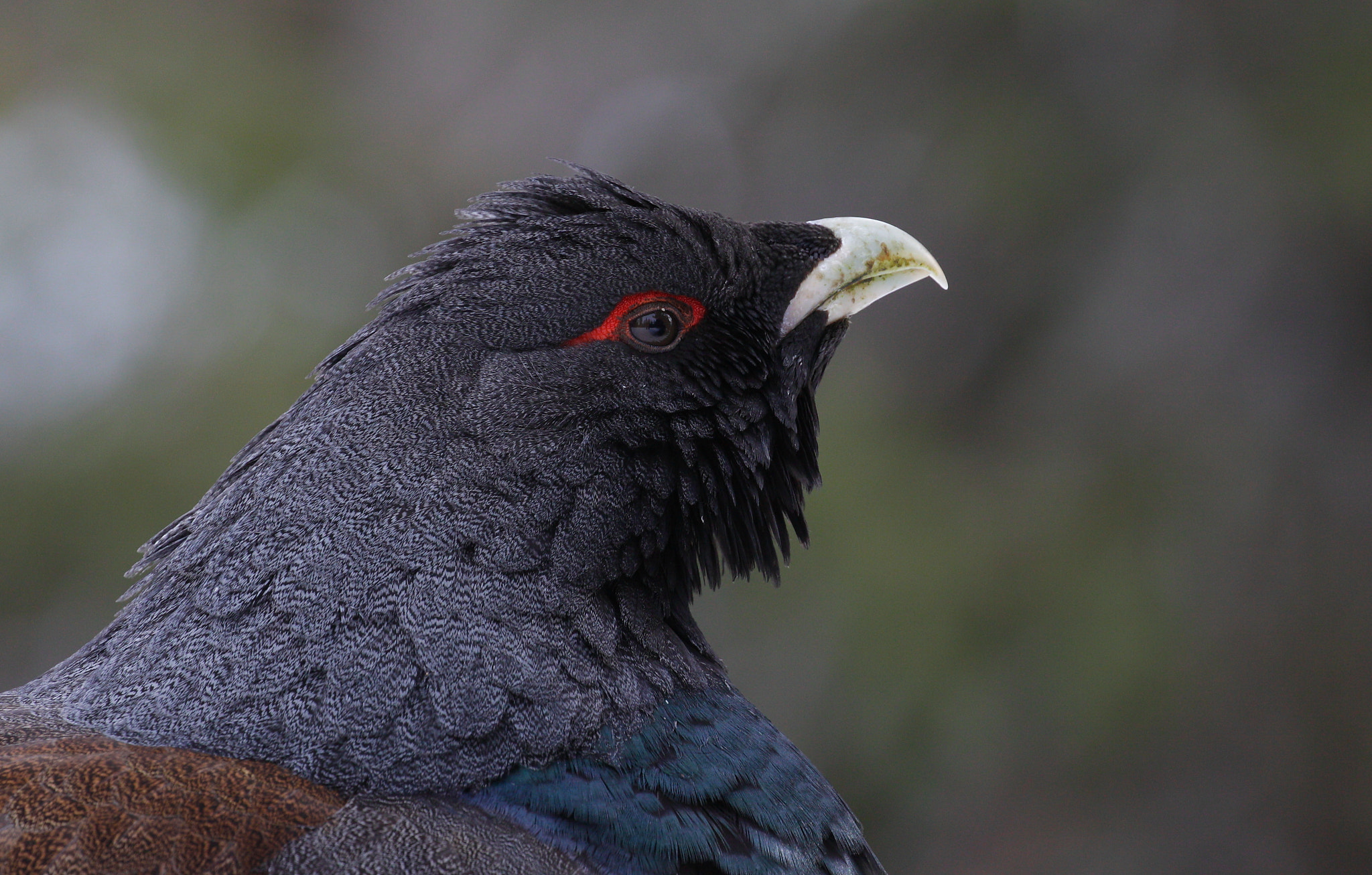 Canon EOS 50D + Canon EF 100-400mm F4.5-5.6L IS II USM sample photo. Capercaillie photography