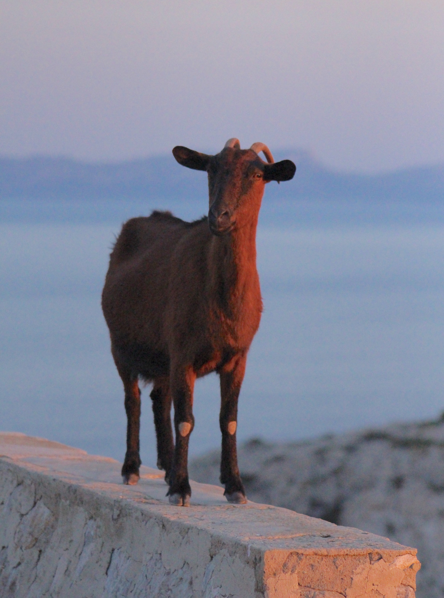Canon EF75-300mm f/4-5.6 USM sample photo. Goats run the island of mallorca. this one greeted us at the cap de fermentor lighthouse photography