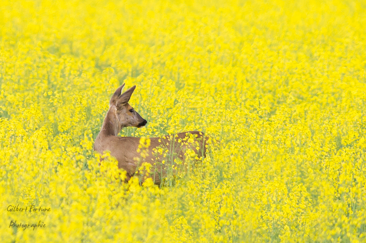 Nikon AF-S Nikkor 300mm F2.8G ED VR II sample photo. Dans le colza photography