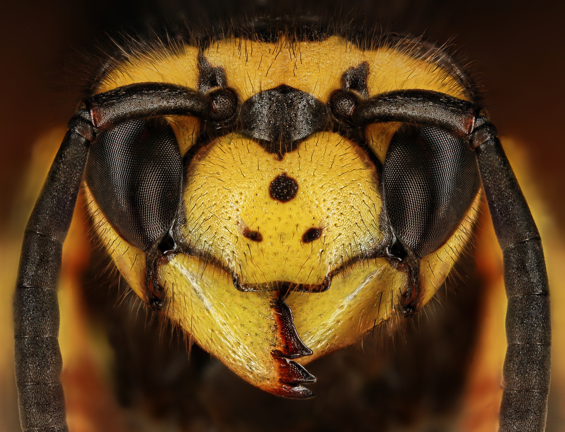 Canon MP-E 65mm F2.5 1-5x Macro Photo sample photo. Osa photography
