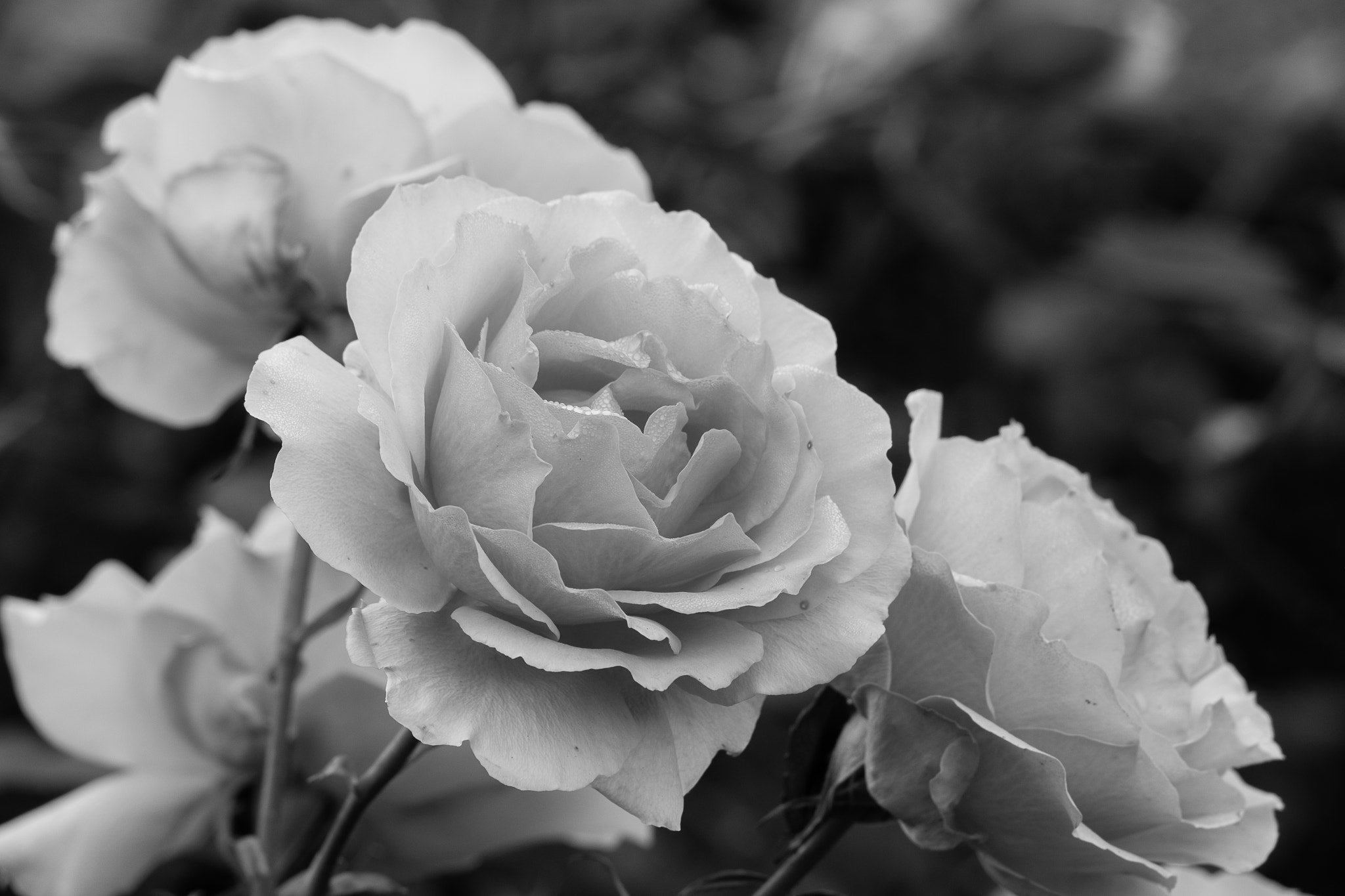 Fujifilm X-M1 + Fujifilm XC 50-230mm F4.5-6.7 OIS sample photo. Roses photography
