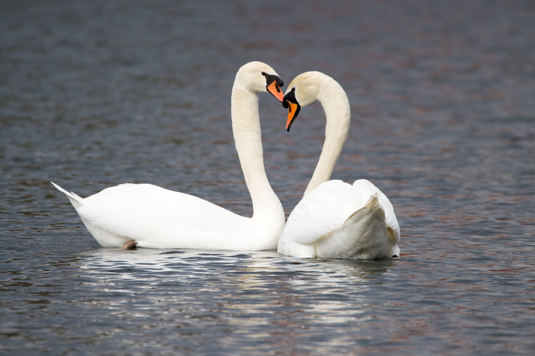 Sigma 150-600mm F5-6.3 DG OS HSM | C sample photo. Swan in love photography