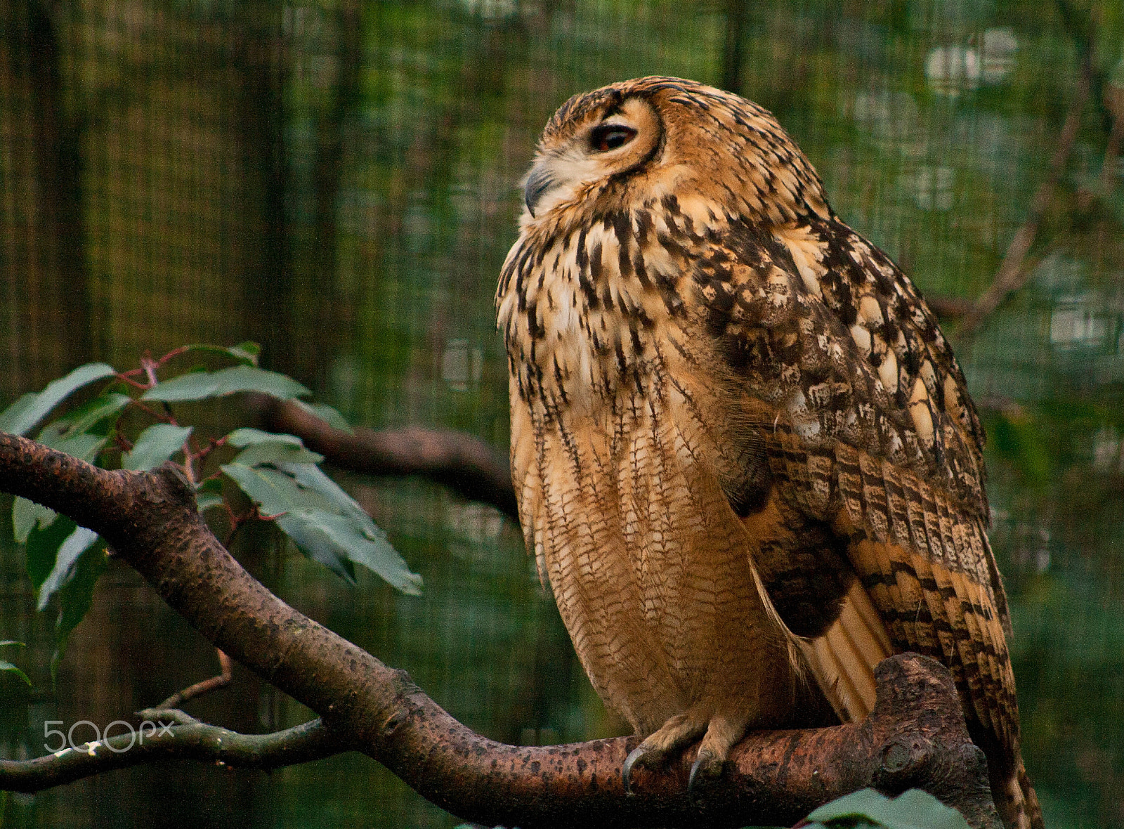 Canon EF 75-300mm f/4-5.6 USM sample photo. Black kite photography