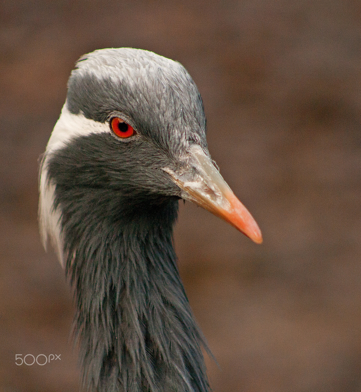 Canon EF 75-300mm f/4-5.6 USM sample photo. No red eye reduction! photography