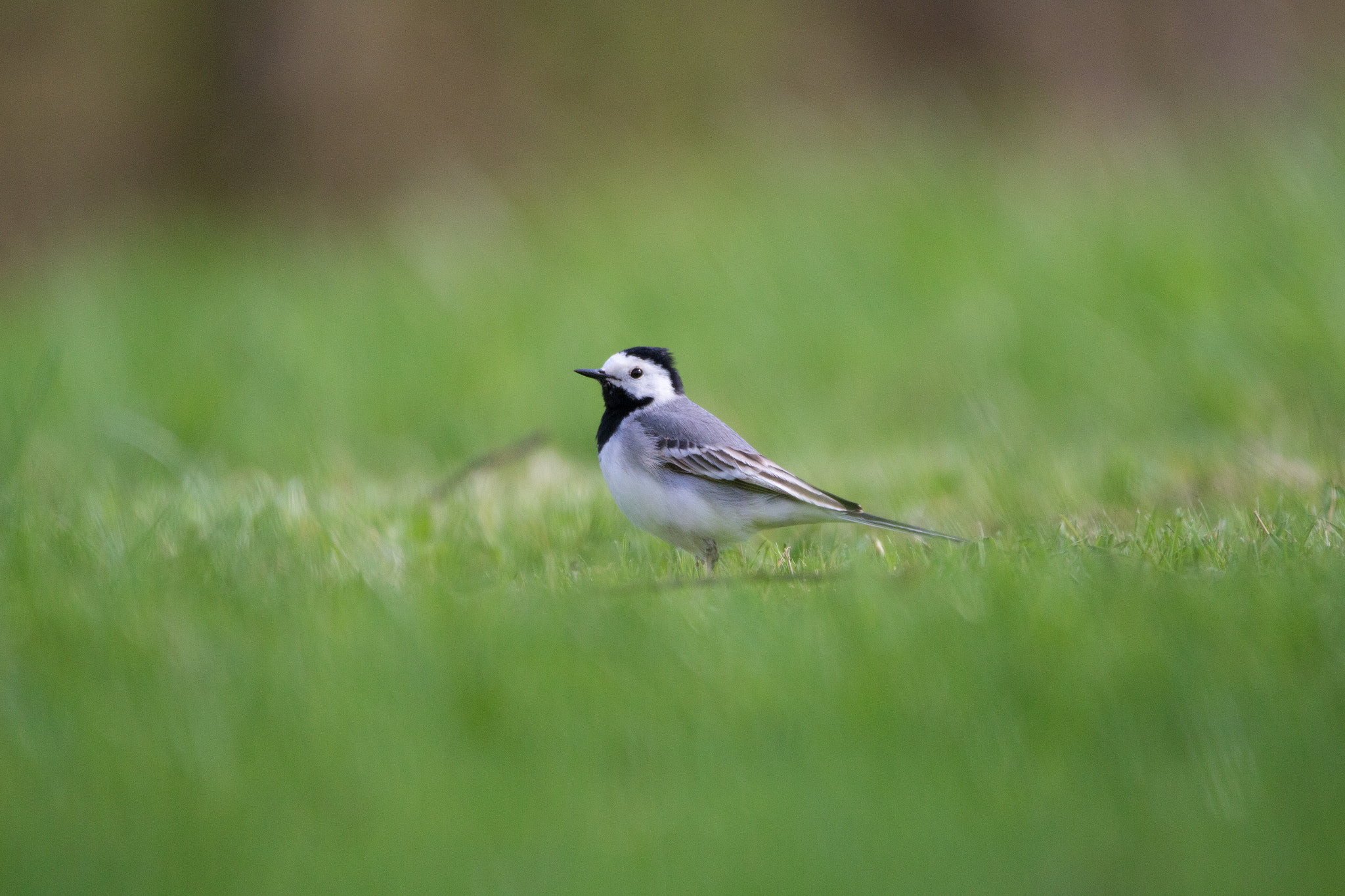 Sigma 150-600mm F5-6.3 DG OS HSM | C sample photo. White wagtail photography