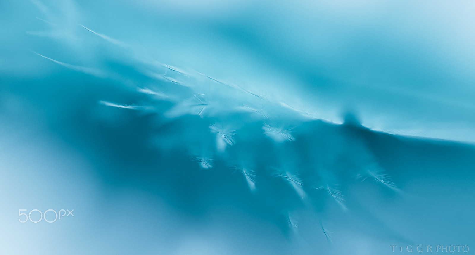 Samsung NX30 + Samsung NX 60mm F2.8 Macro ED OIS SSA sample photo. Fly by photography