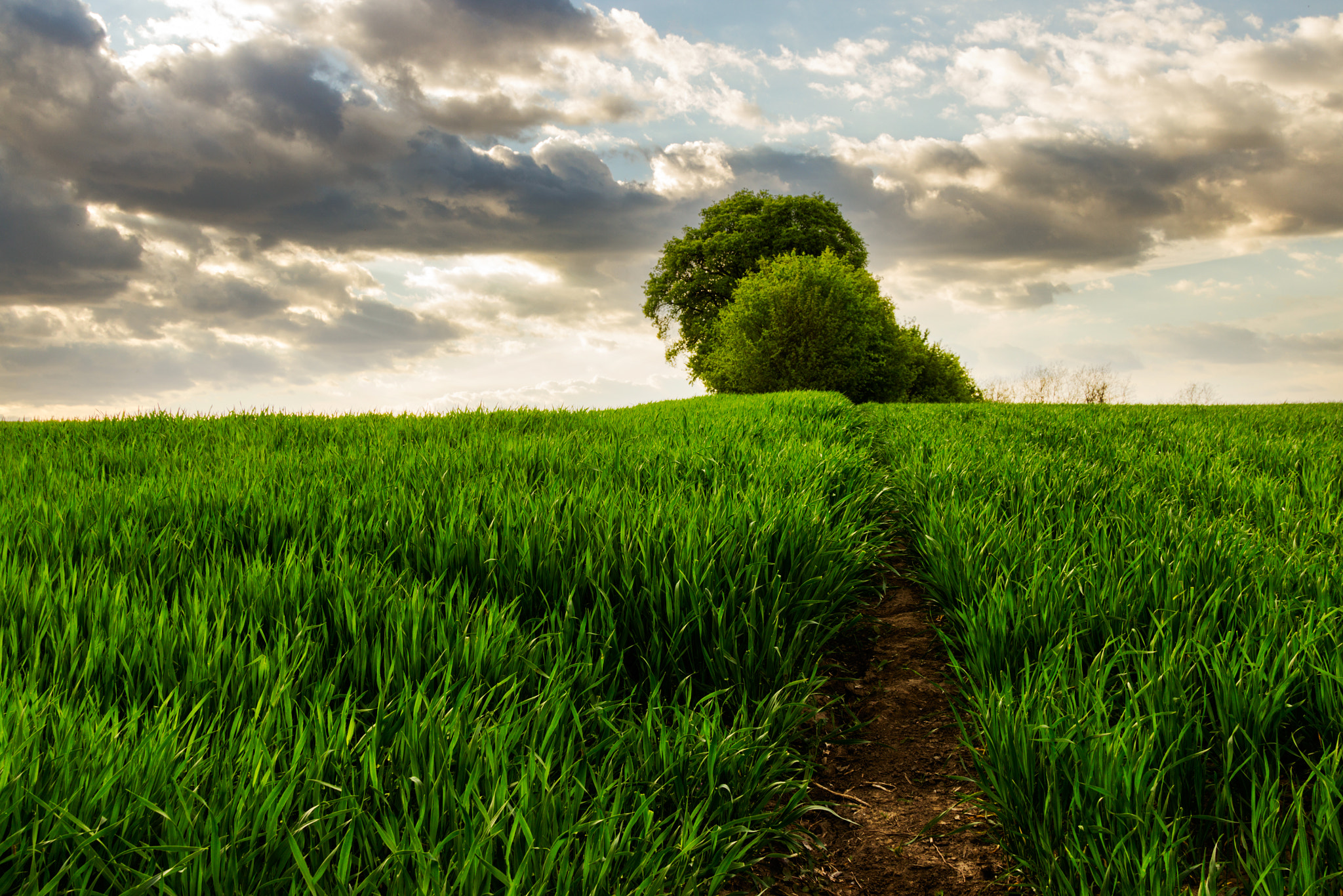 Sigma 24-105mm f/4 DG OS HSM | A sample photo. Spring field photography