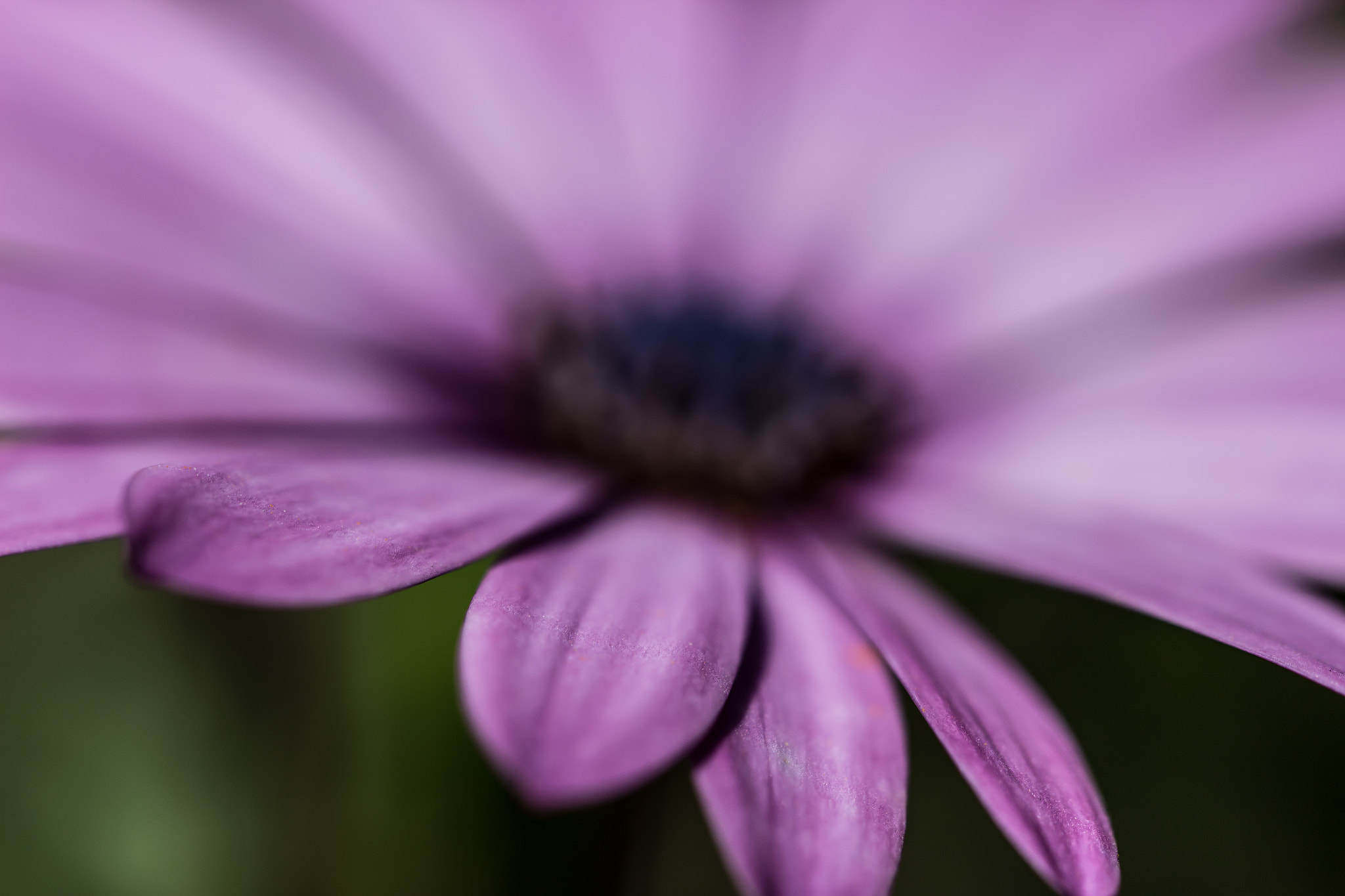 Canon EOS 100D (EOS Rebel SL1 / EOS Kiss X7) + Canon EF 100mm F2.8L Macro IS USM sample photo. Osteospermum photography