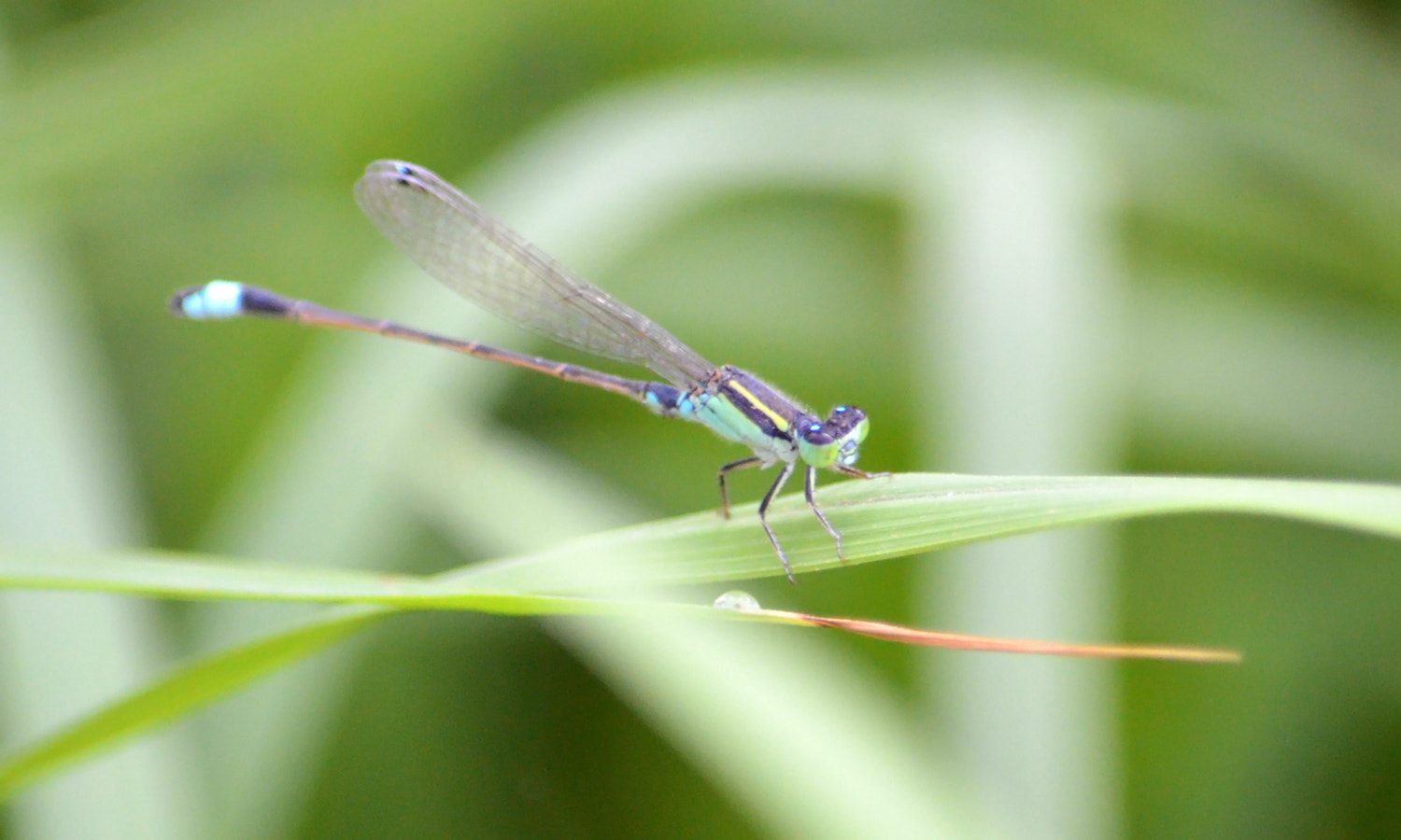 Nikon D5100 + AF Nikkor 35mm f/2 sample photo. Damselfly photography