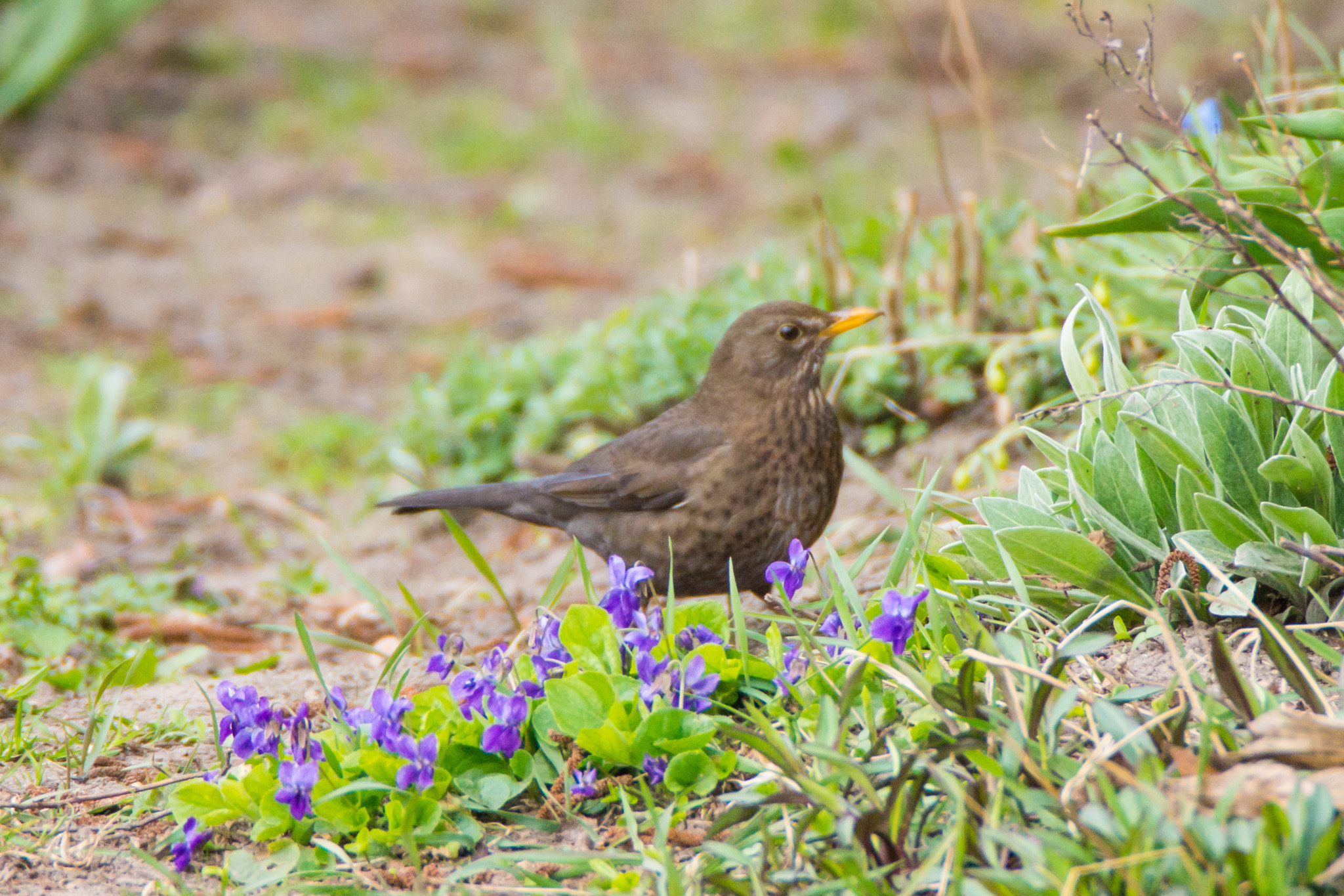 Sony SLT-A77 + Tamron SP 150-600mm F5-6.3 Di VC USD sample photo. Amsel photography