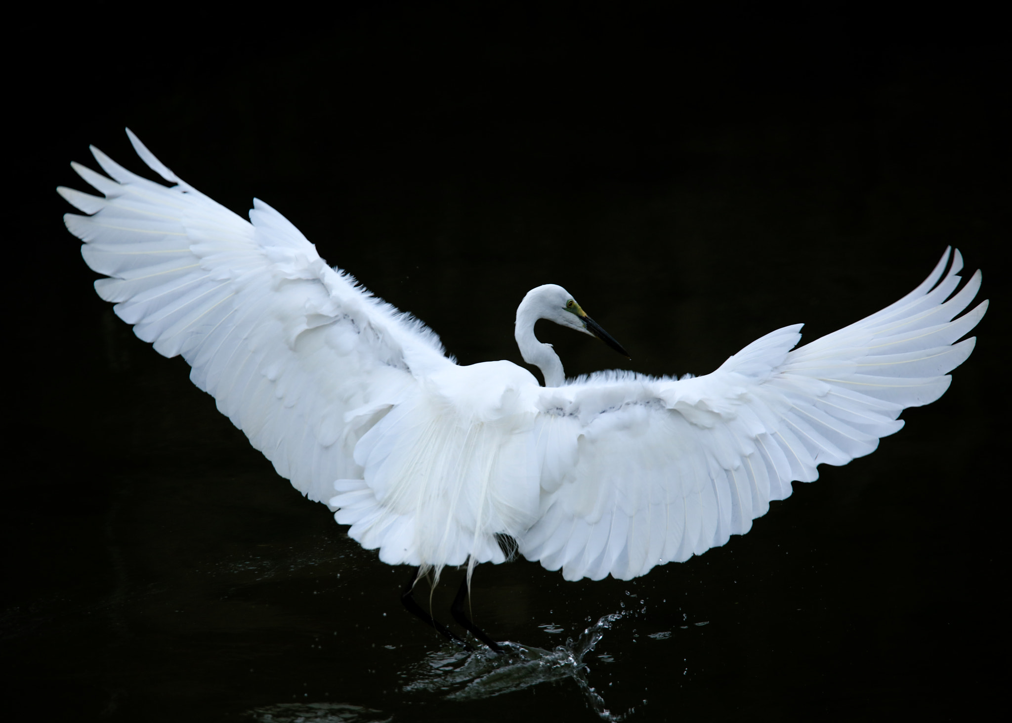 Tamron SP 150-600mm F5-6.3 Di VC USD sample photo. Great egret photography