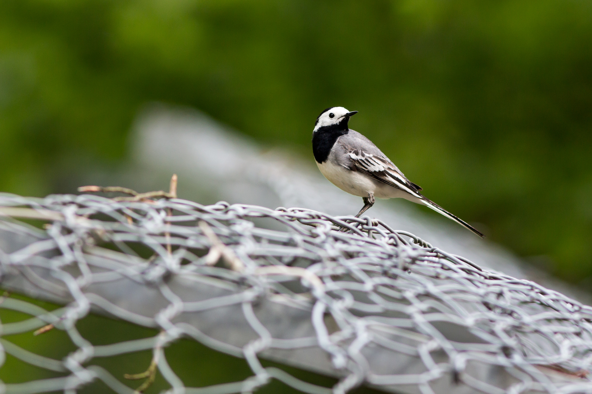 Canon EOS 650D (EOS Rebel T4i / EOS Kiss X6i) + Canon EF 300mm F4L IS USM sample photo. White wagtail on the fence photography
