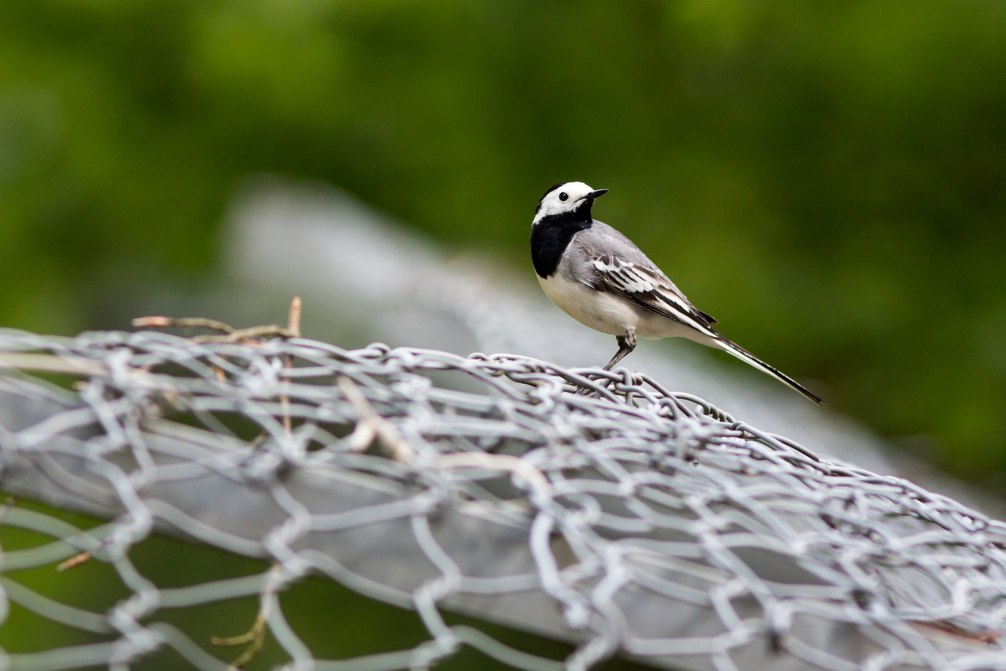 Canon EF 300mm F4L IS USM sample photo. White wagtail on the fence photography