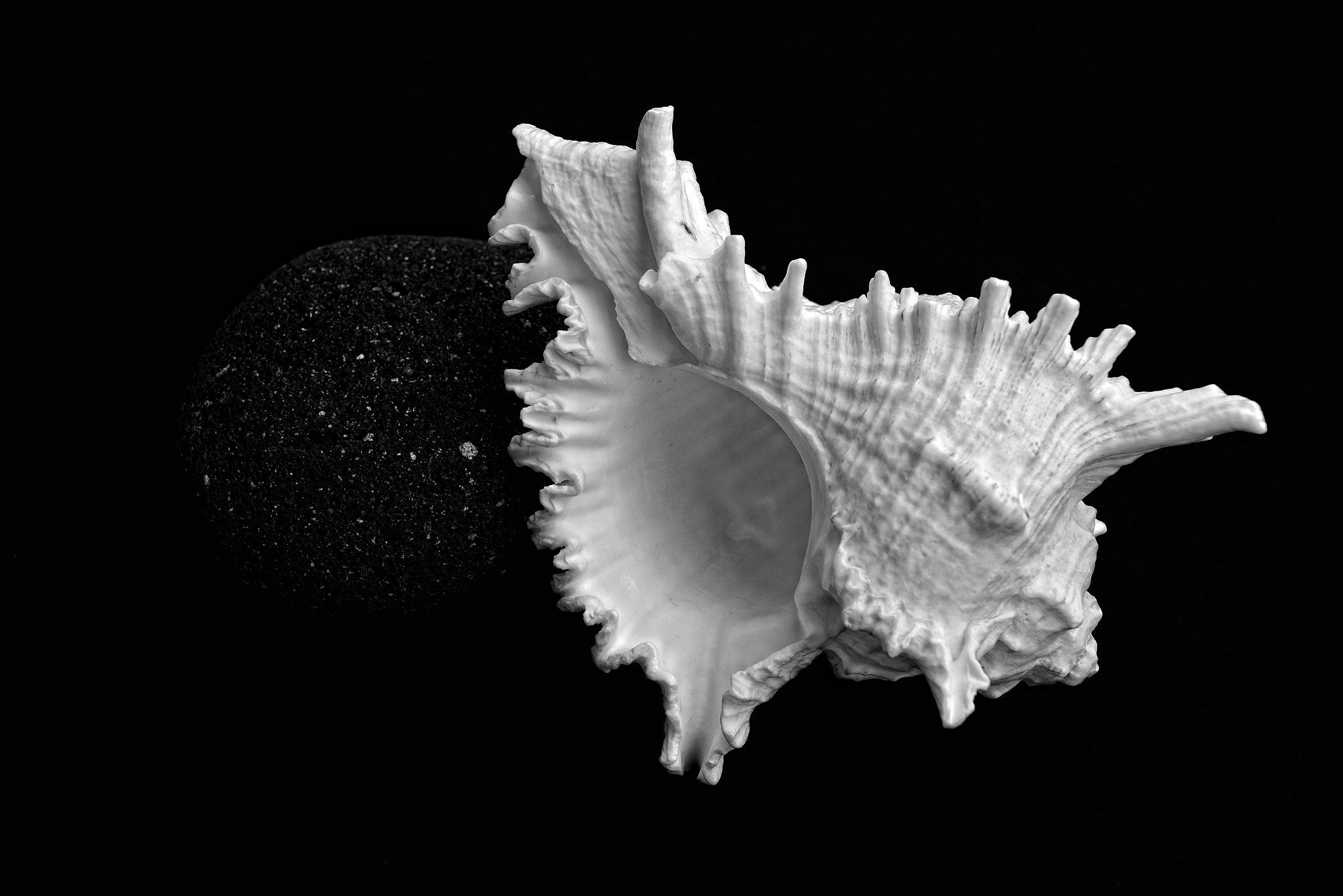 Nikon D600 + Sigma 24-70mm F2.8 EX DG Macro sample photo. Sea shells i photography