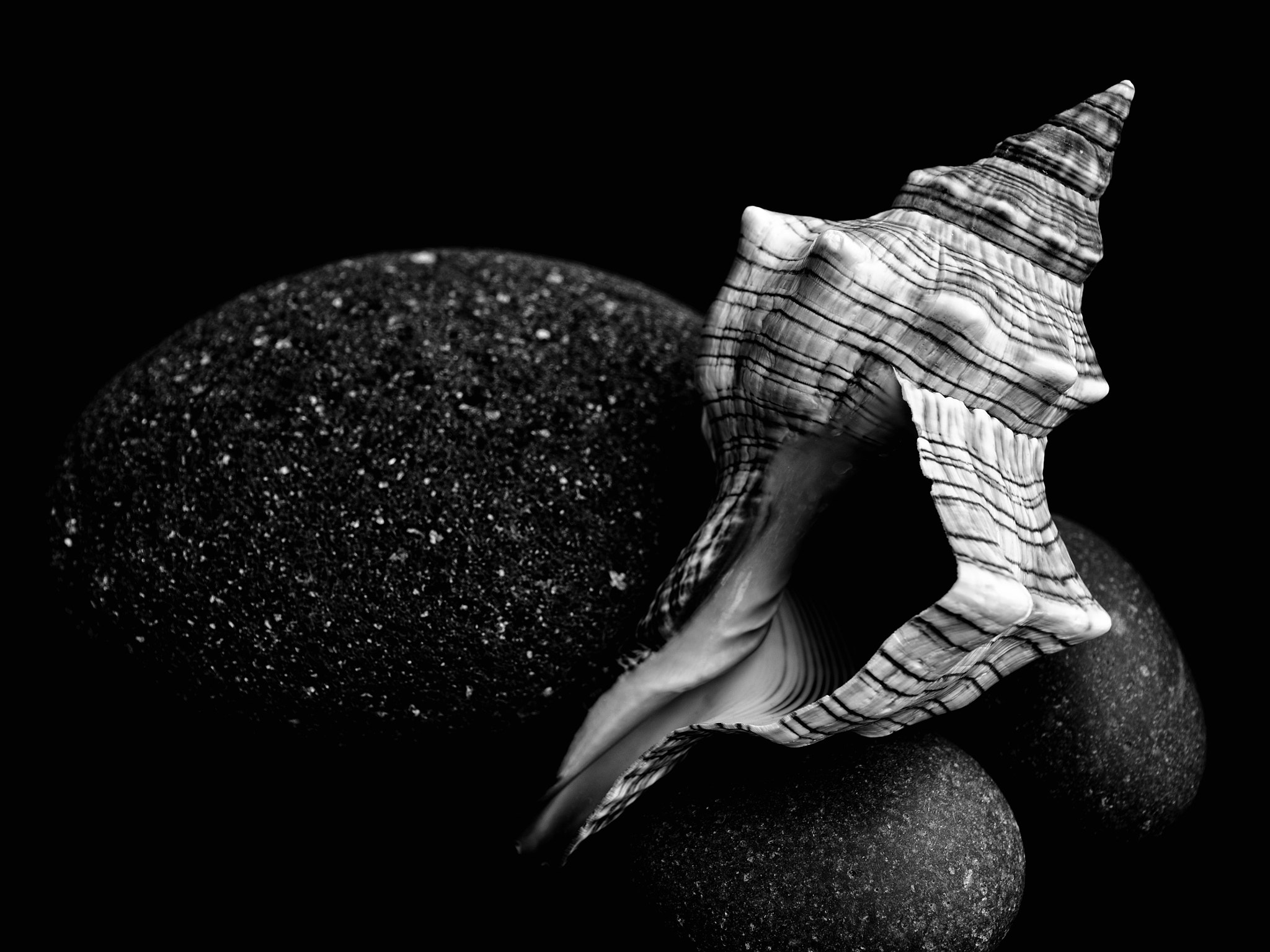 Nikon D600 + Sigma 24-70mm F2.8 EX DG Macro sample photo. Sea shells ii photography