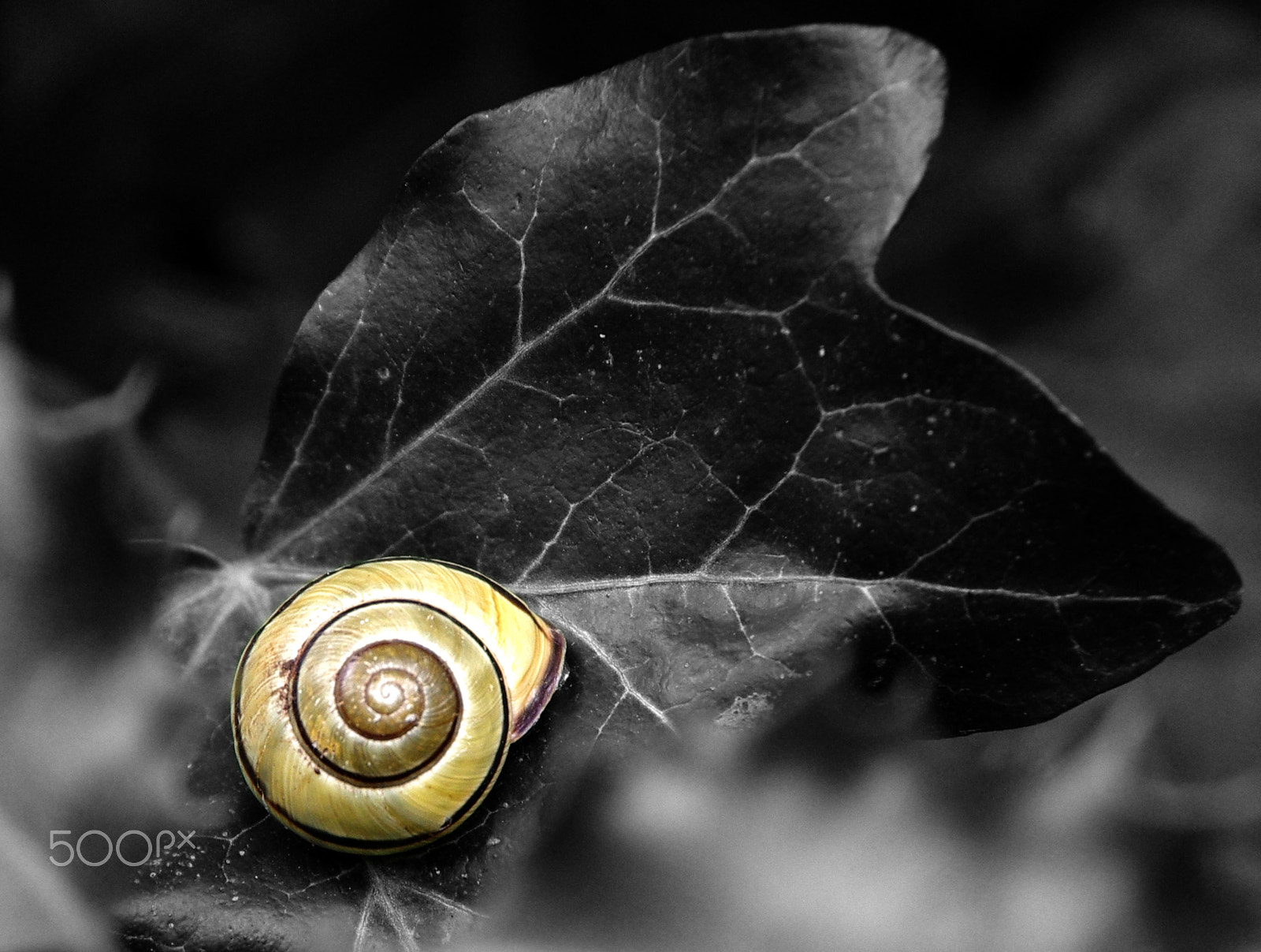 Pentax K-5 IIs sample photo. Helix photography
