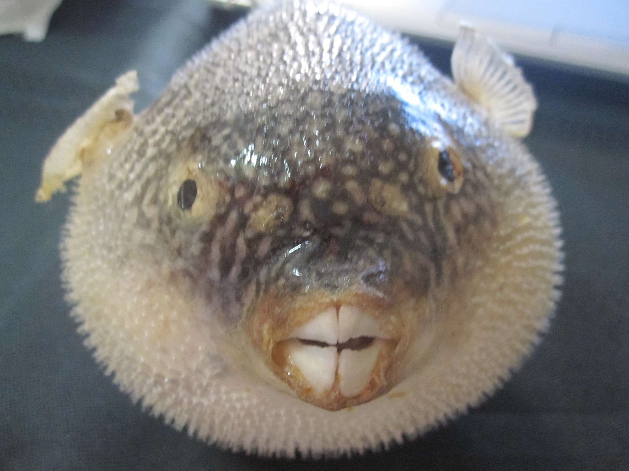 Canon PowerShot SD780 IS (Digital IXUS 100 IS / IXY Digital 210 IS) sample photo. Puffer fish photography