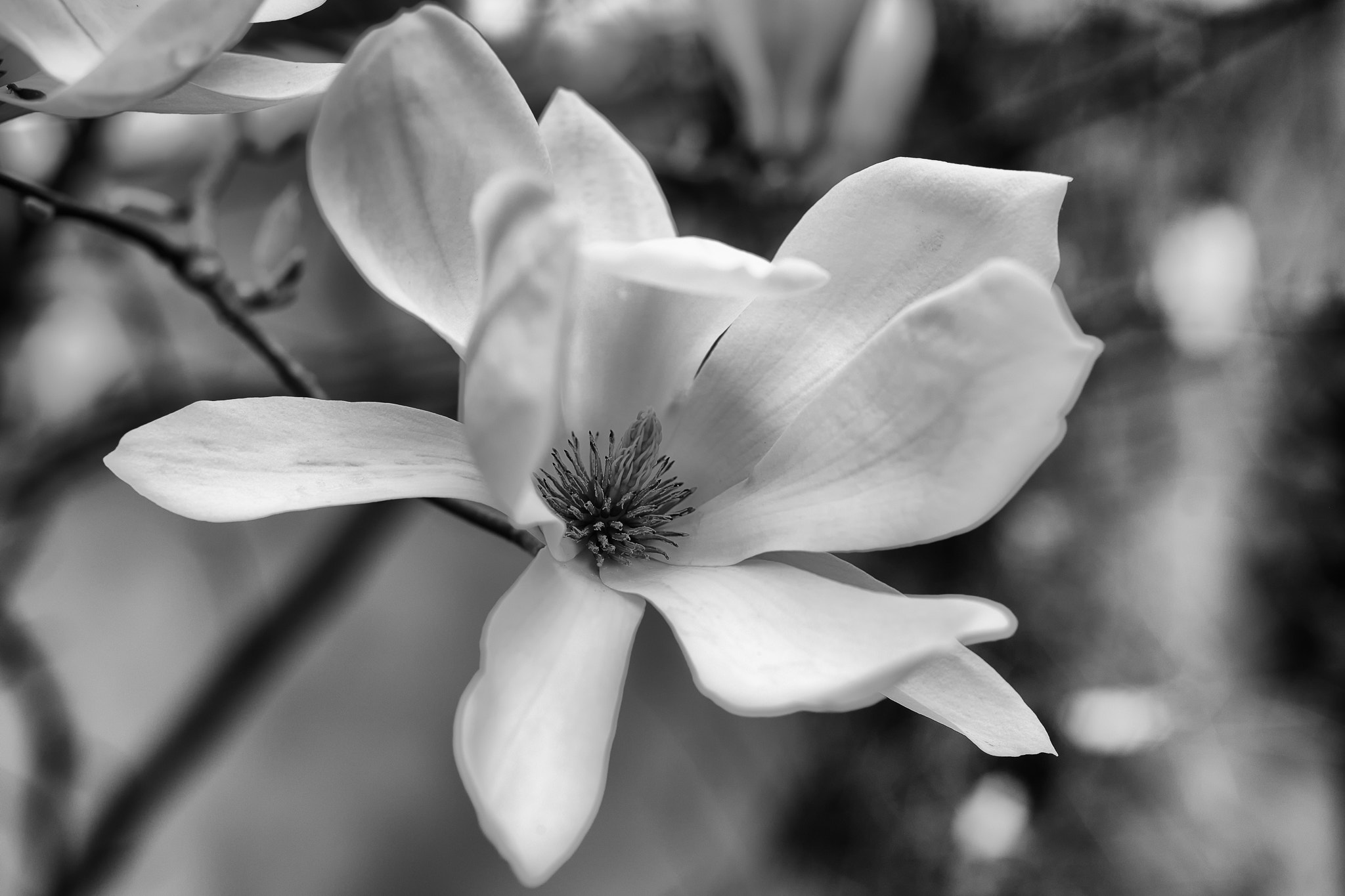 Nikon D800 + AF Nikkor 50mm f/1.8 sample photo. Magnolienblüte photography