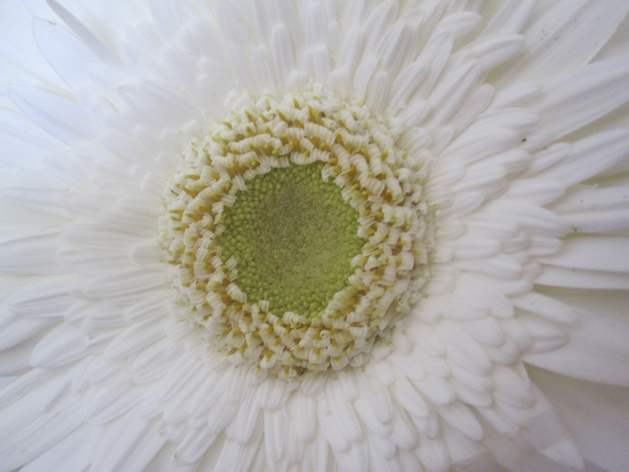 Canon PowerShot SD780 IS (Digital IXUS 100 IS / IXY Digital 210 IS) sample photo. Sowhite flower photography