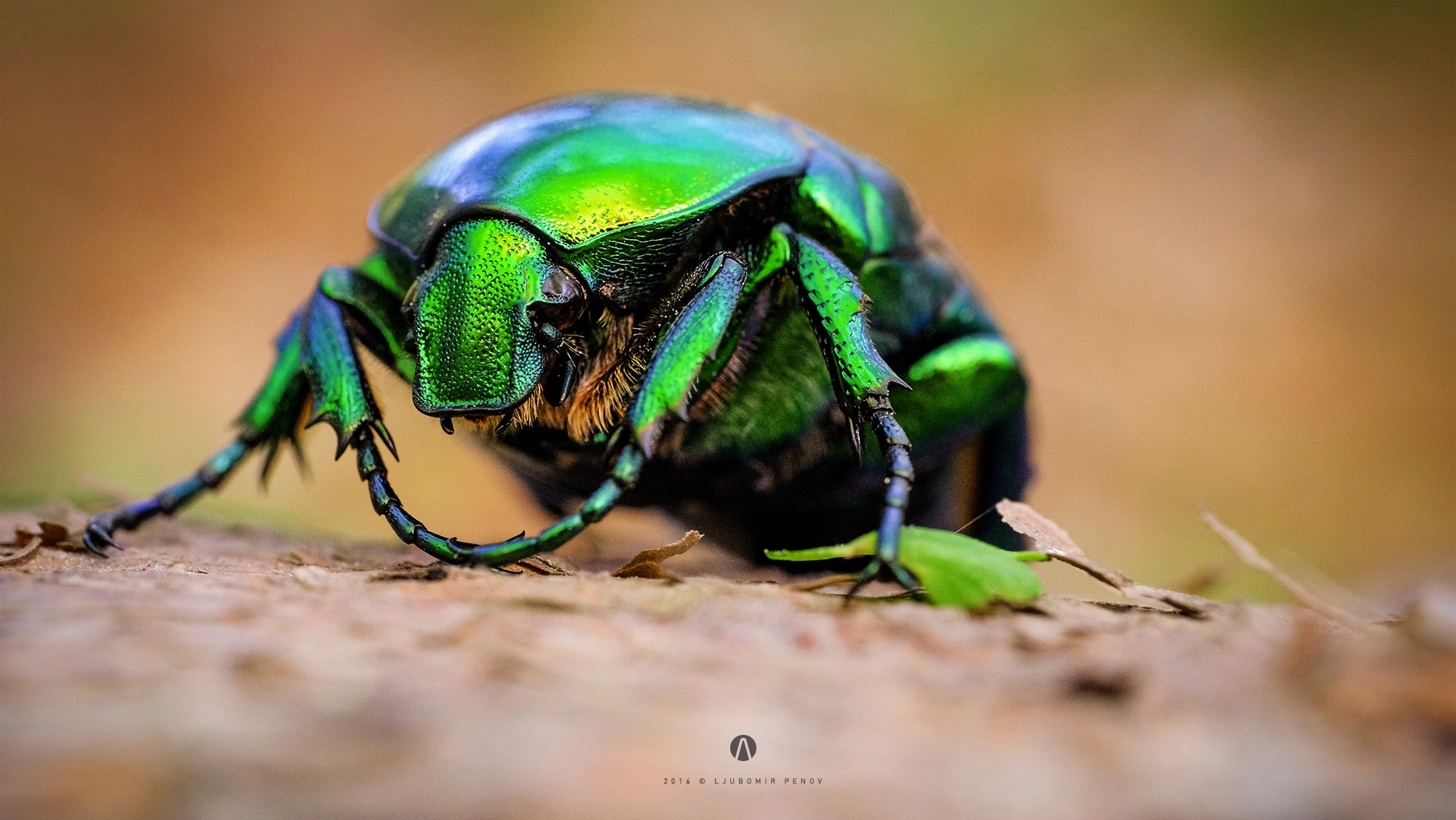 Fujifilm X-T1 + ZEISS Touit 50mm F2.8 sample photo. Green beetle photography