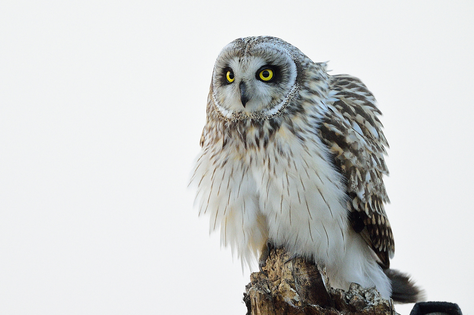 Nikon D4S + Sigma 24-60mm F2.8 EX DG sample photo. Short-eared owl photography