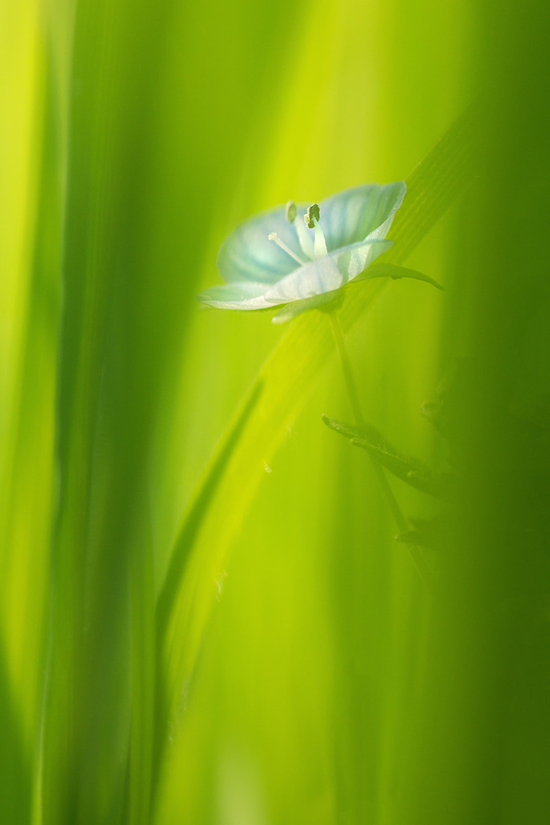 Sony SLT-A77 + Minolta AF 100mm F2.8 Macro [New] sample photo. Hidden beauty photography