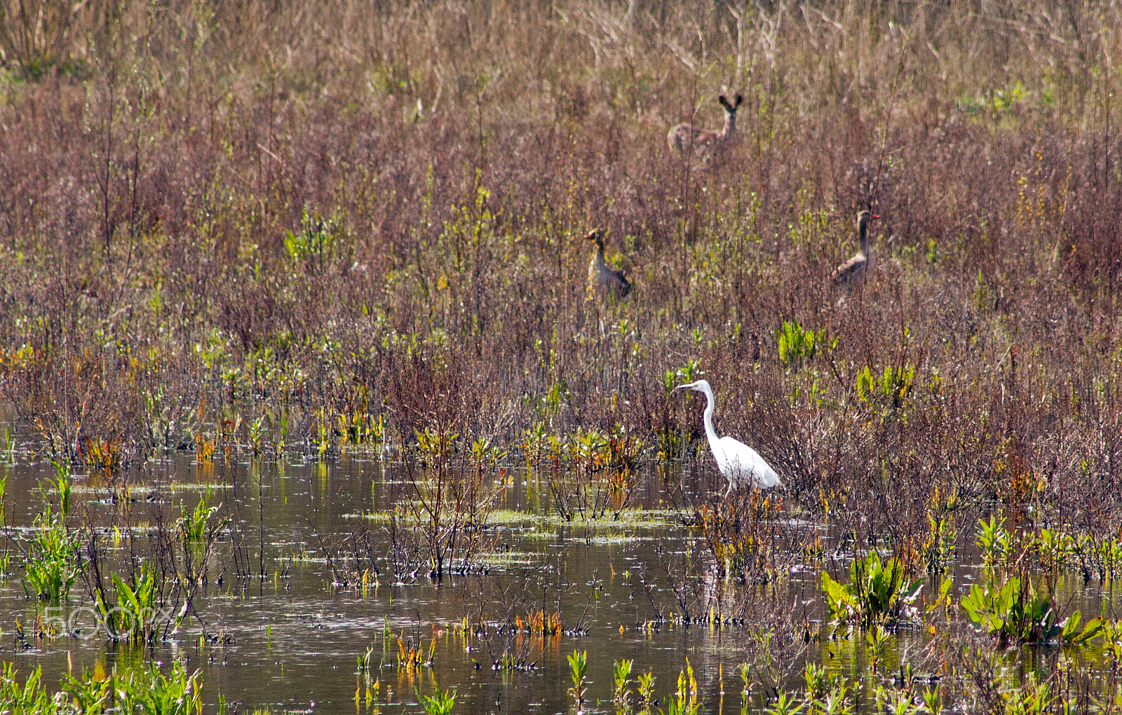 Canon EF 75-300mm f/4-5.6 USM sample photo. Camouflage good or bad photography