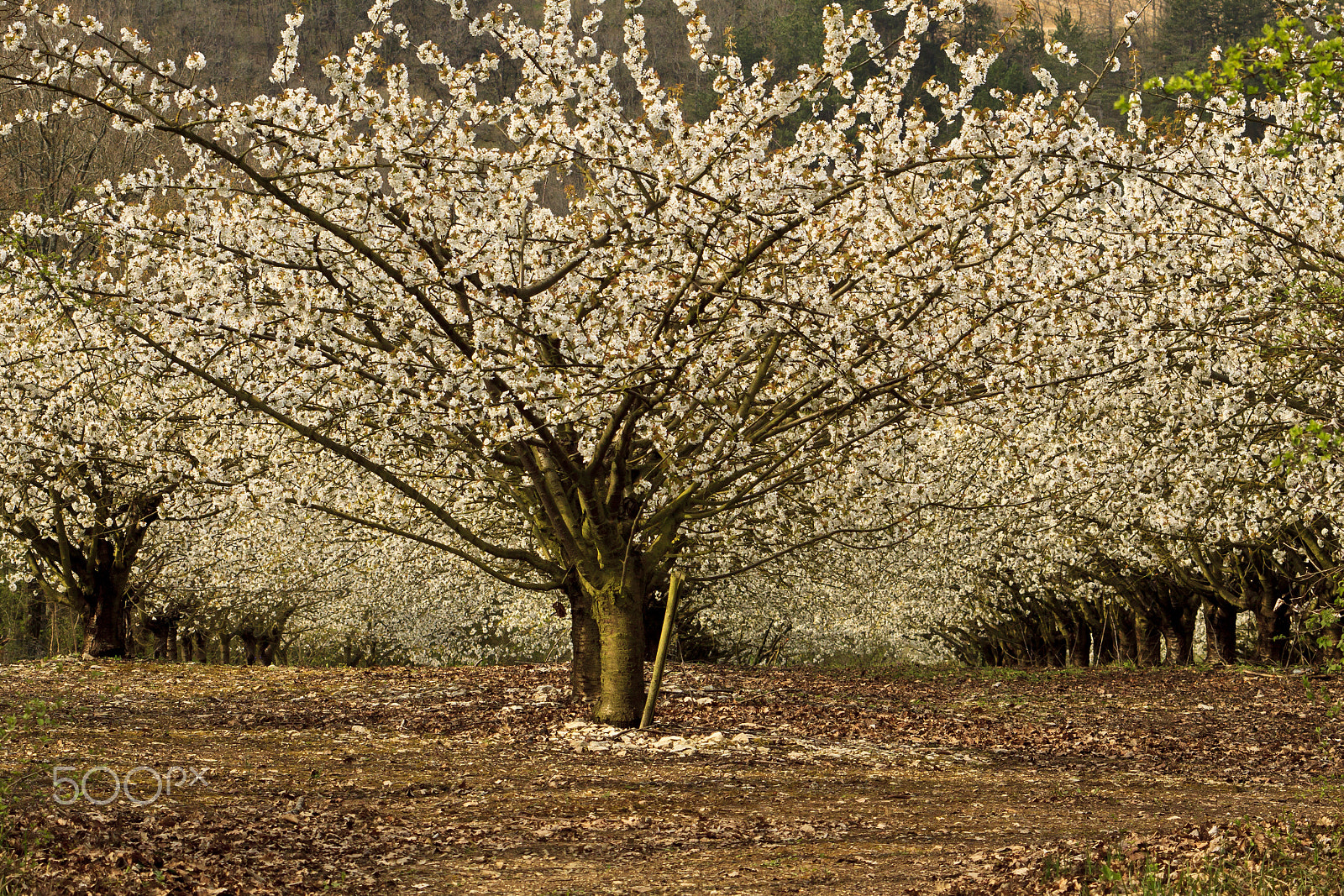 Canon EF 55-200mm F4.5-5.6 II USM sample photo. The magic of spring photography