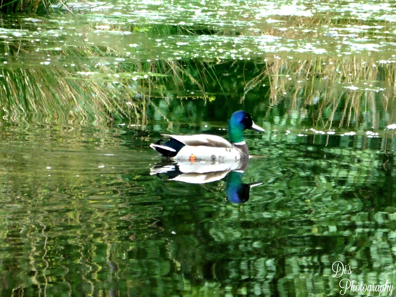 Panasonic DMC-TZ55 sample photo. Duck reflection photography