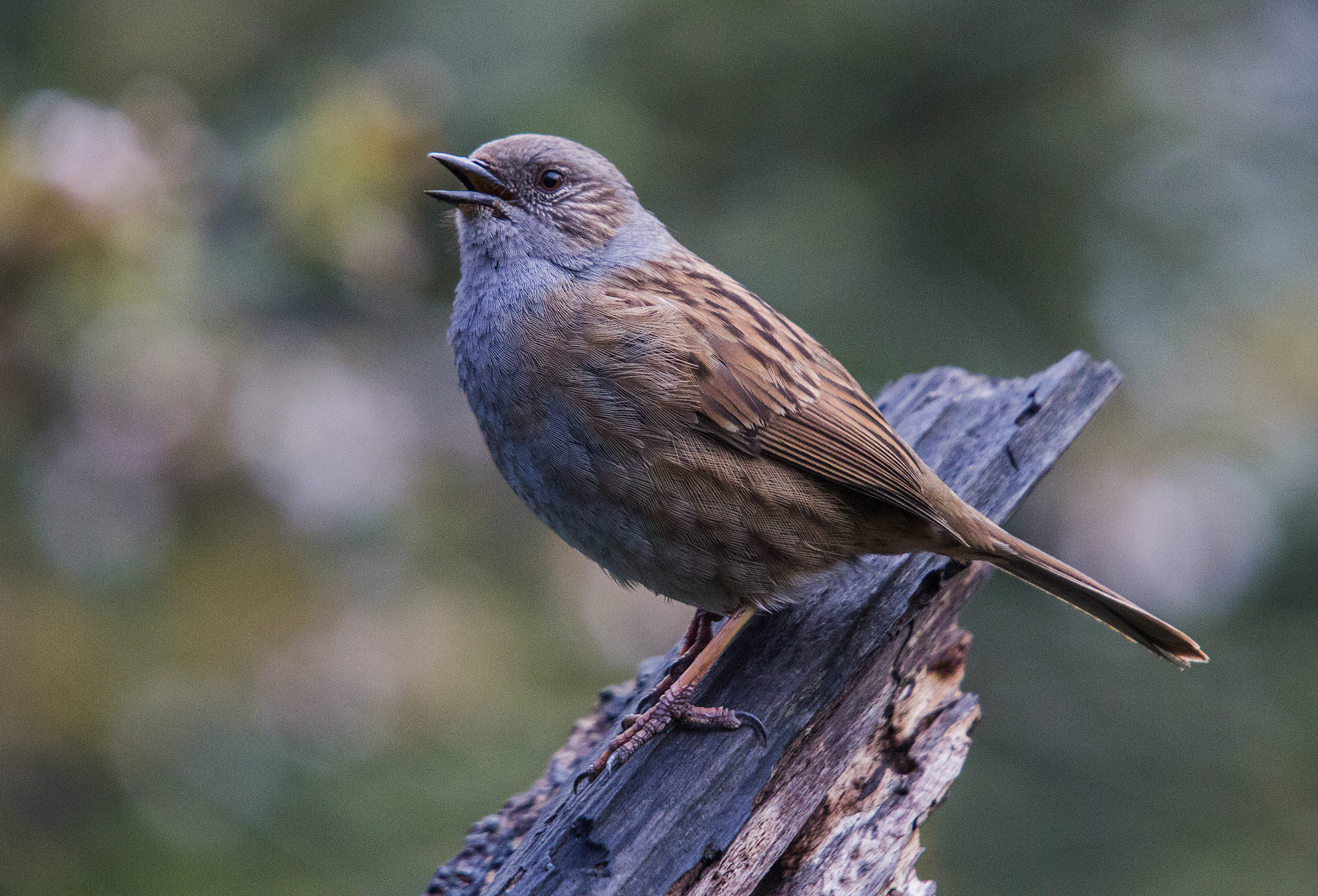 Sigma 50-500mm f/4-6.3 APO HSM EX sample photo. Dunnock in full song photography