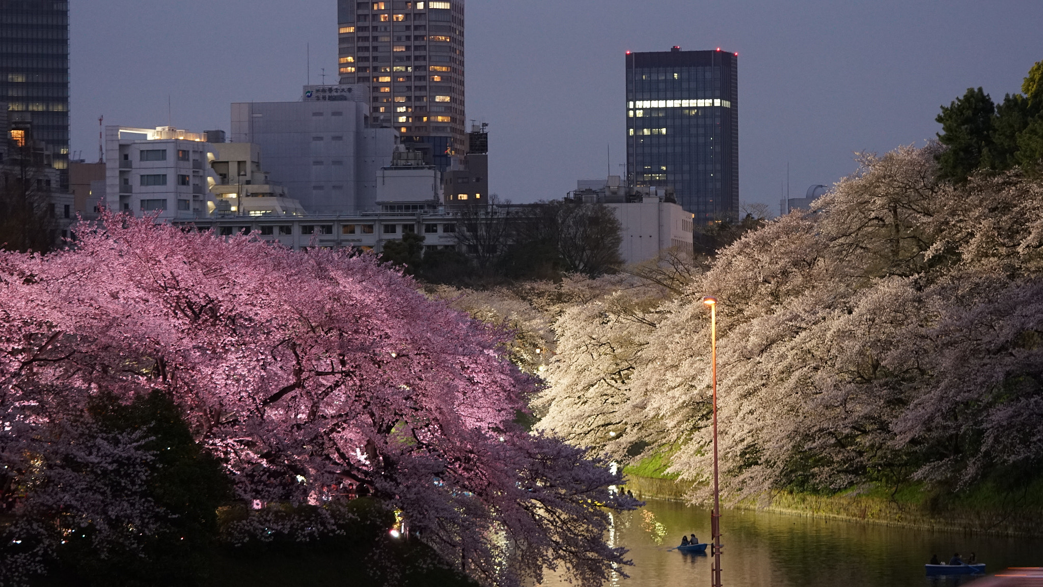 Sony a7R II + Sony FE 90mm F2.8 Macro G OSS sample photo. Pink & white of sakura photography