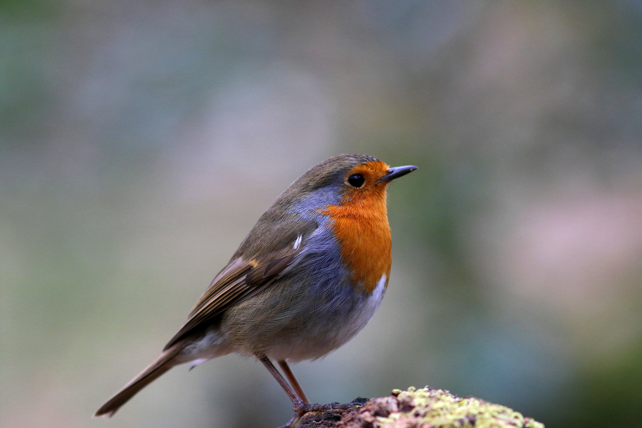 Canon EF 300mm F4L IS USM sample photo. Robin photography