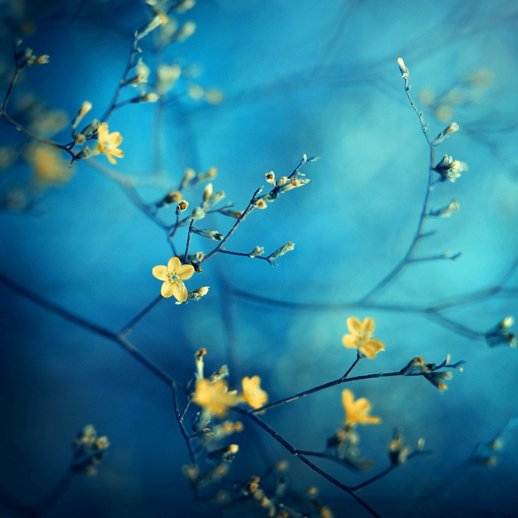 Nikon D5100 + Zeiss Milvus 85mm f/1.4 sample photo. Little yellow flowers photography