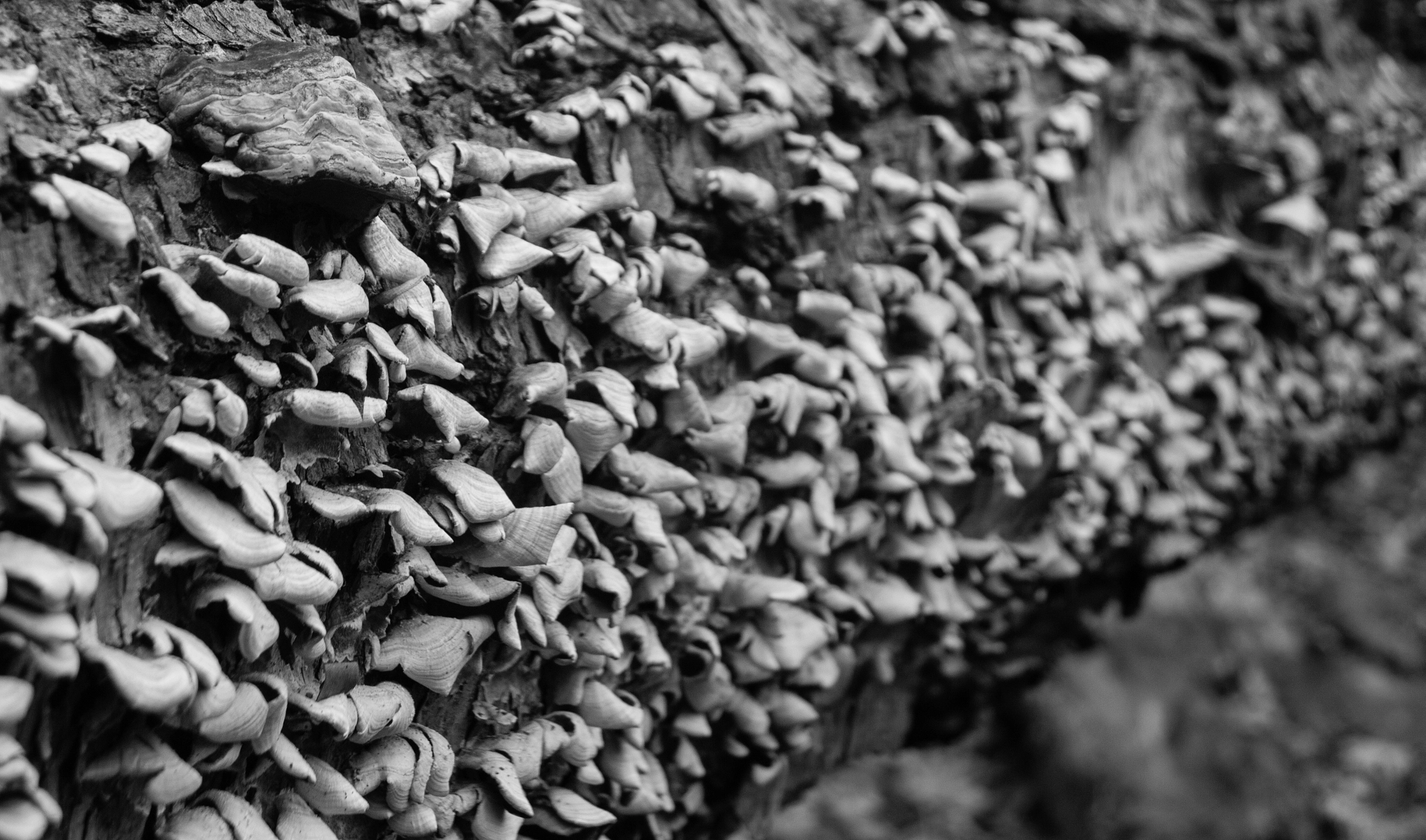 Canon EF 35-105mm f/4.5-5.6 USM sample photo. Overwhelmed by fungus photography