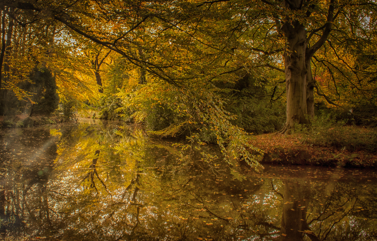 Canon EF-S 18-55mm F3.5-5.6 sample photo. Forest fall creek photography