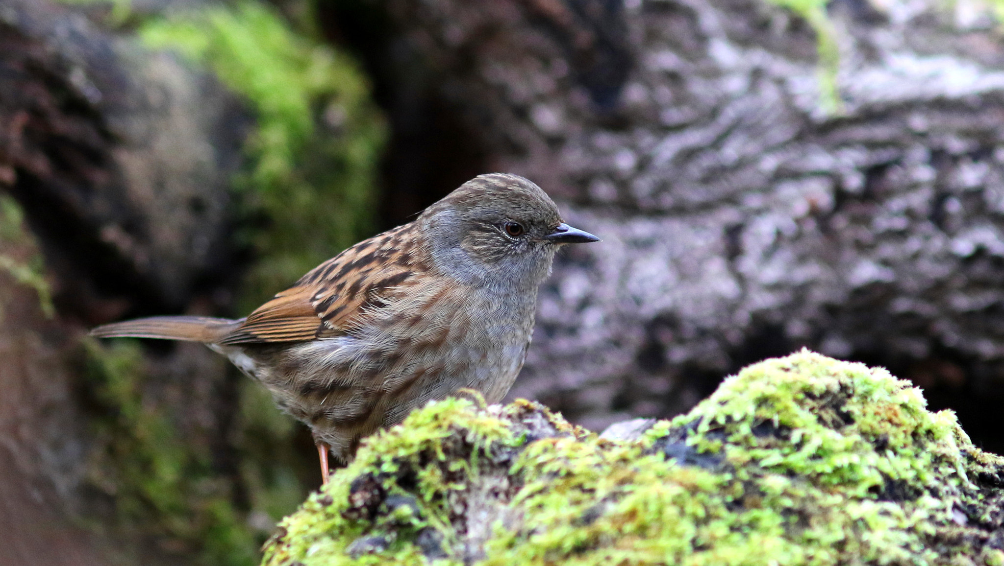 Canon EF 300mm F4L IS USM sample photo. Dunnock photography
