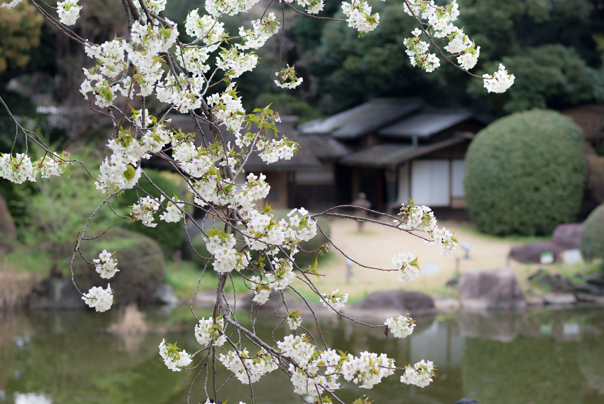 Pentax K200D + Pentax smc FA 77mm 1.8 Limited sample photo. The cherry blossoms photography