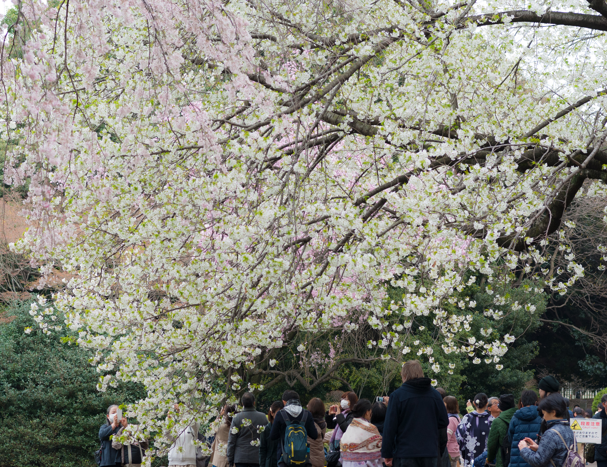 Pentax K200D sample photo. The cherry blossoms photography