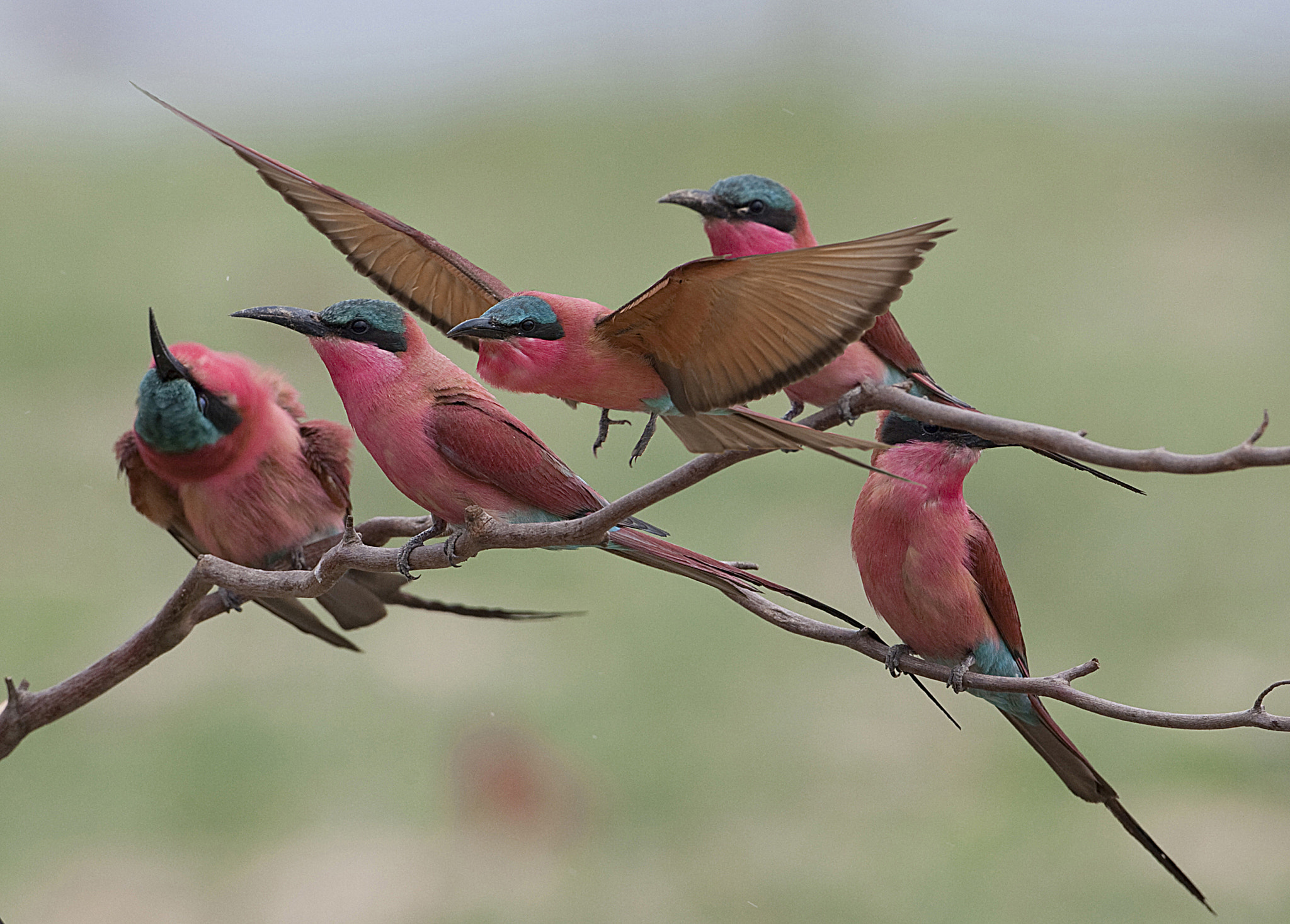 Canon EF 500mm F4L IS USM sample photo. Time to leave photography